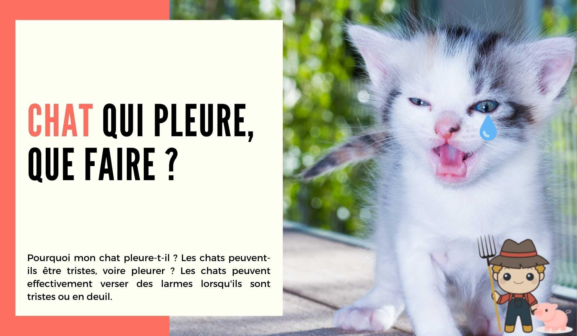 au royaume des chats (@auroyaumedeschats) • Instagram photos and videos, image size:1920x1117