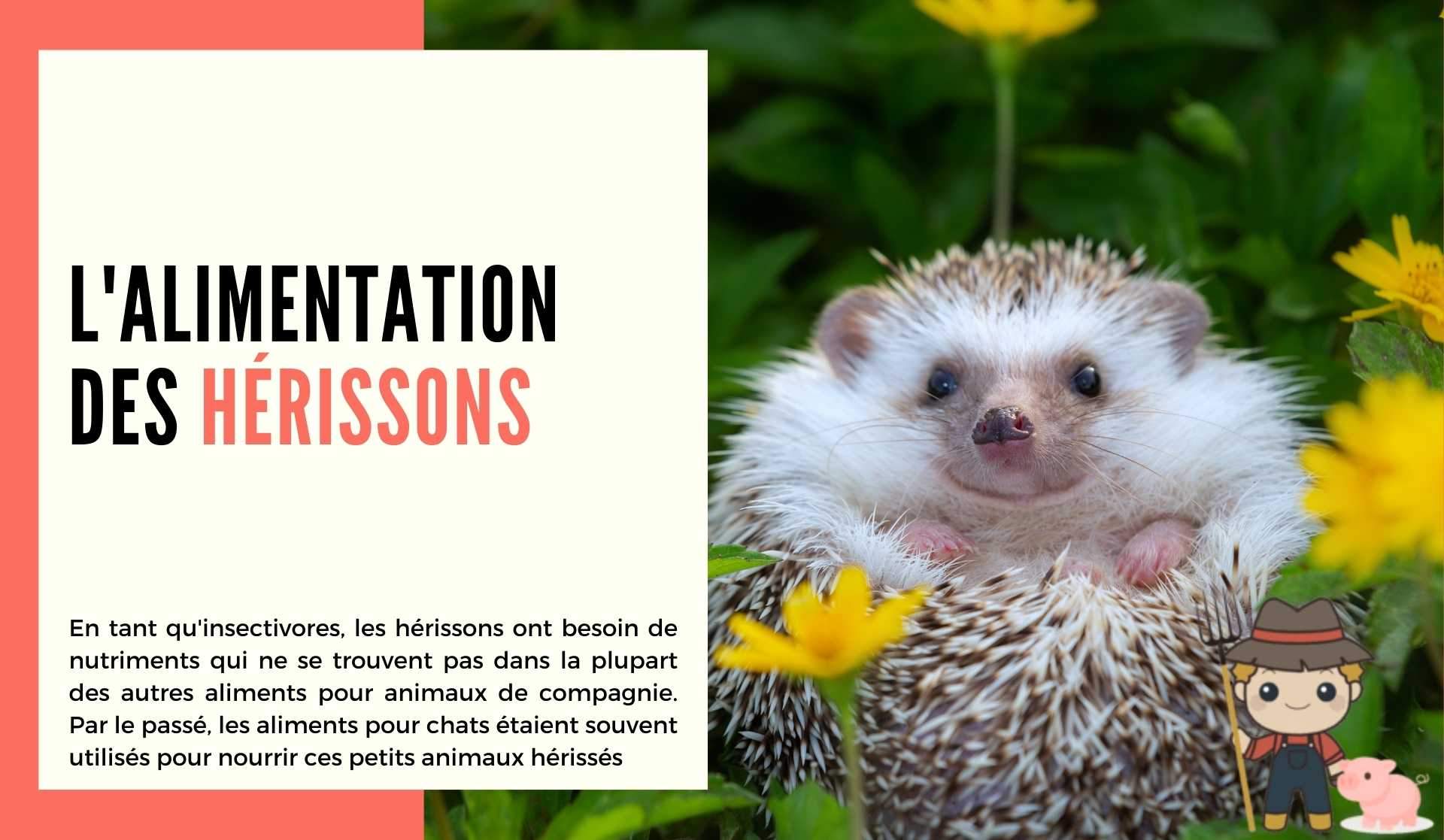 L'alimentation des hérissons - Le Petit Fermier