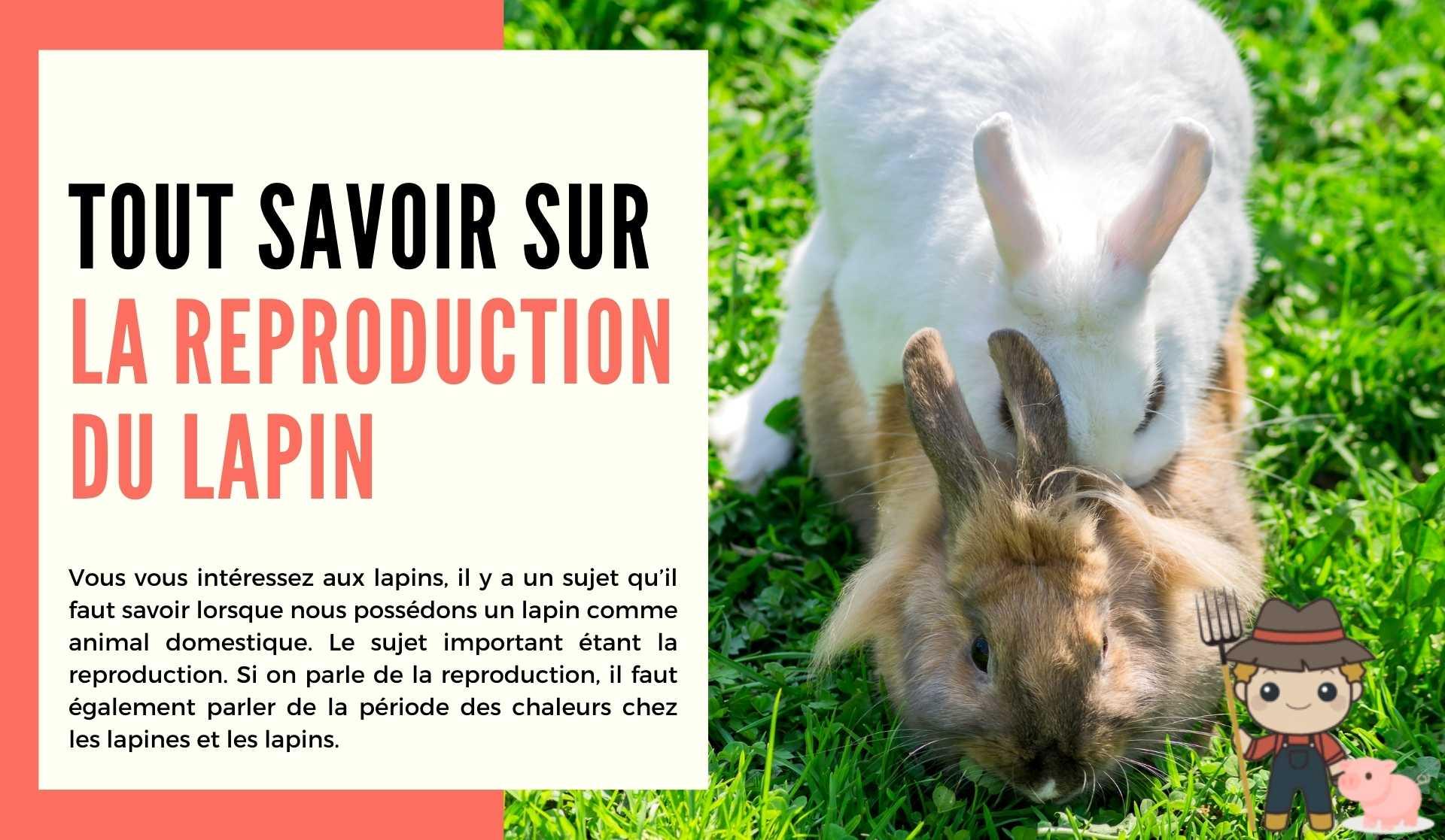 La reproduction du lapin - Le Petit Fermier