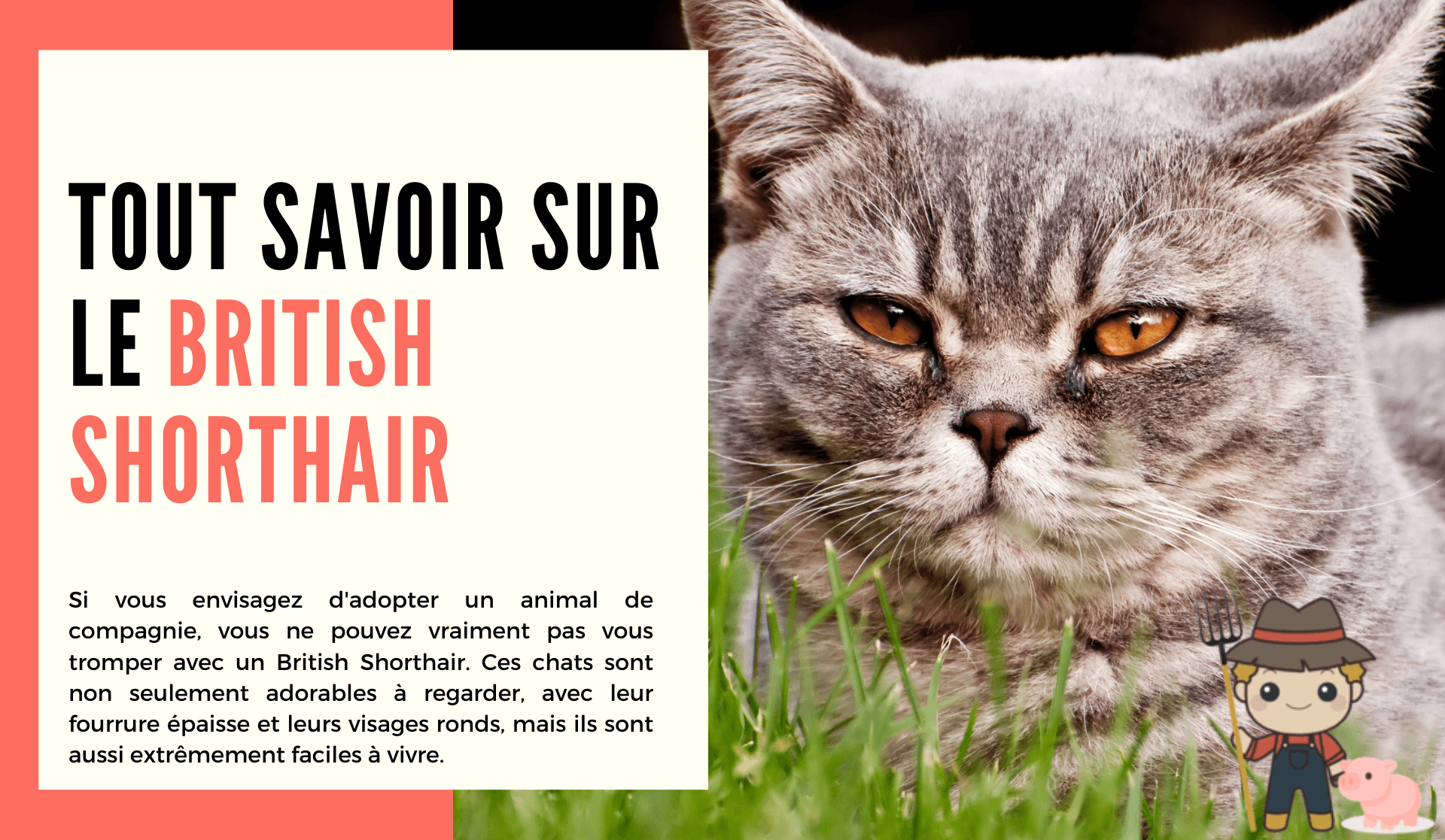 Le British Shorthair - Le Petit Fermier