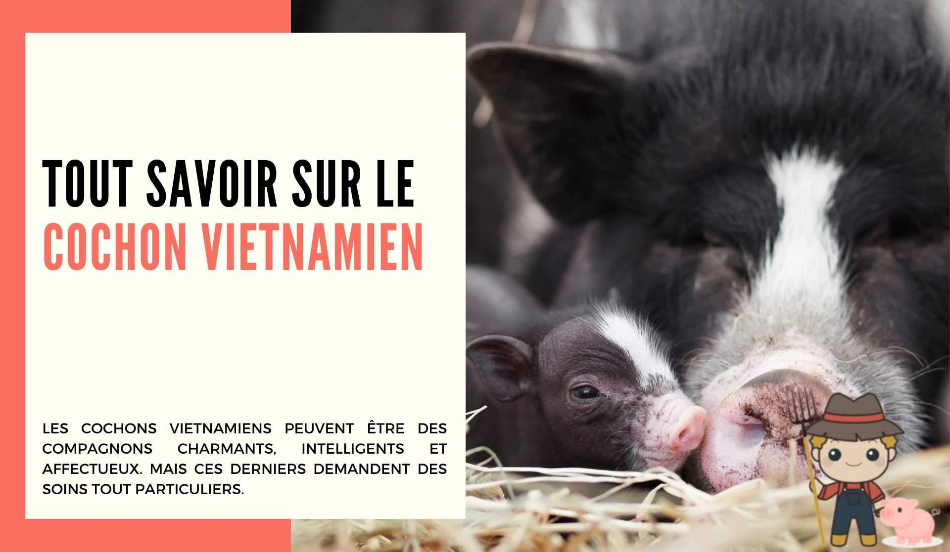 Le cochon vietnamien, caractéristiques et conseils d'élevage de ce