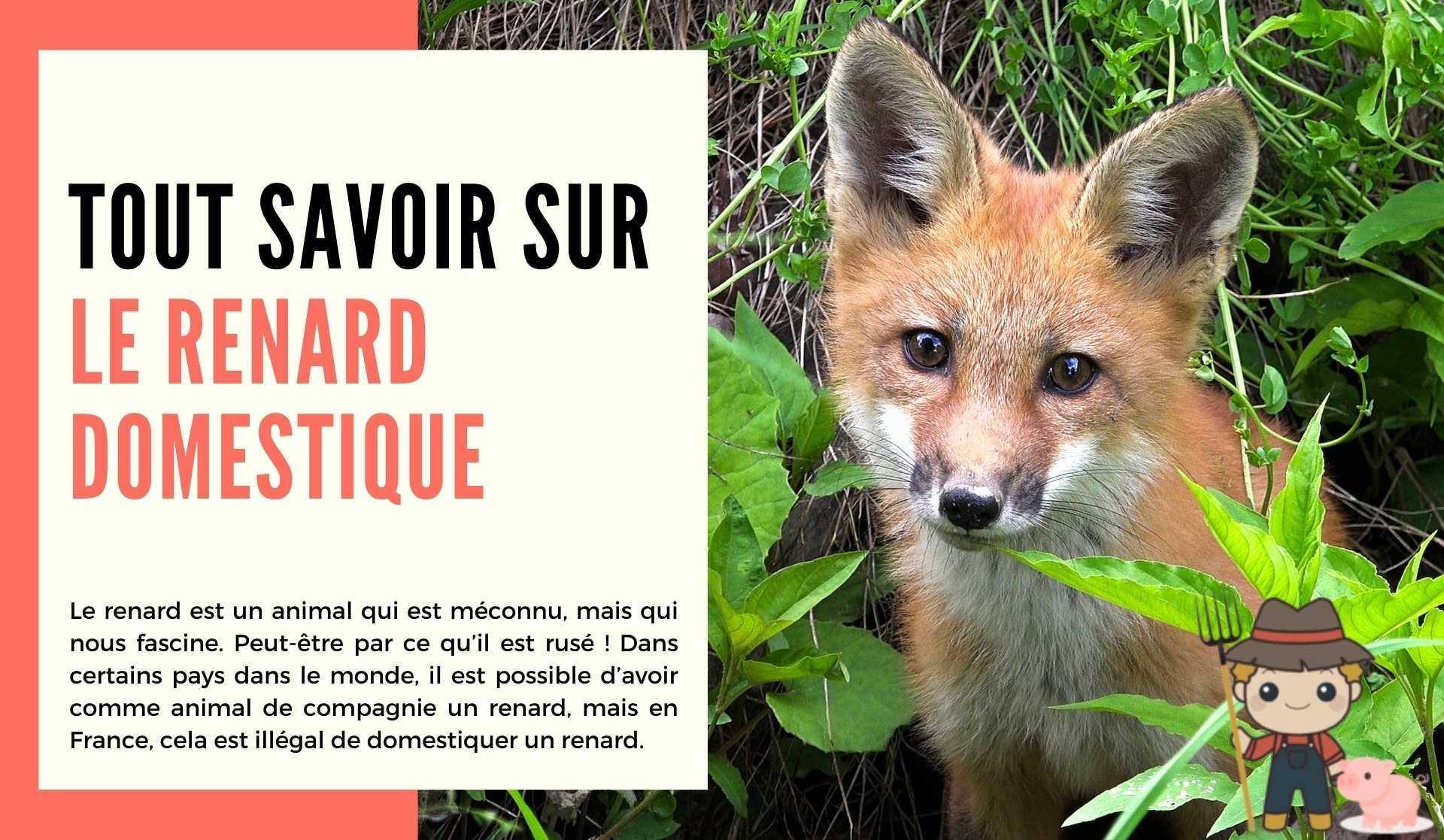 Le renard domestique - Le Petit Fermier