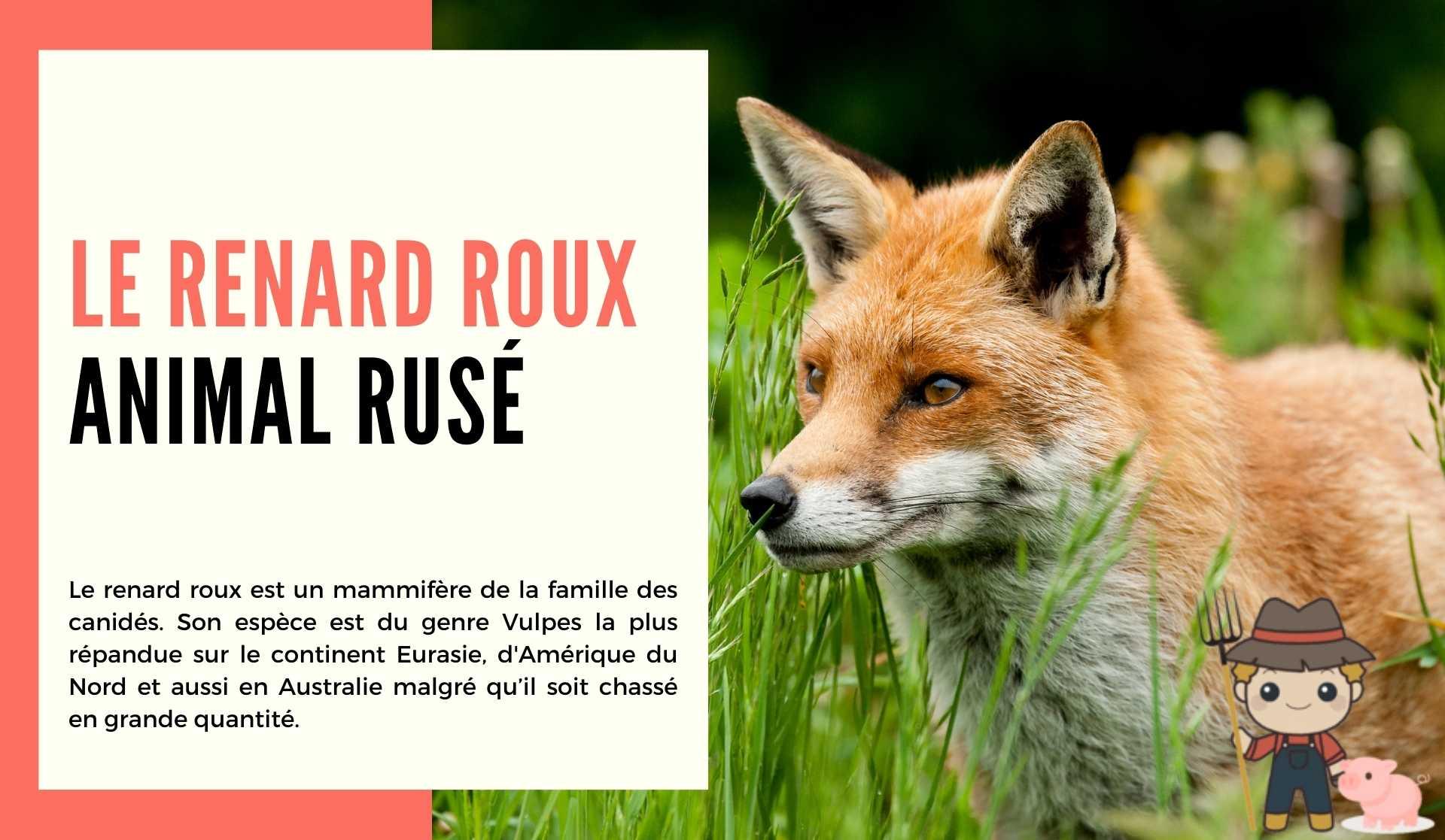 Le renard roux, animal rusé - Le Petit Fermier