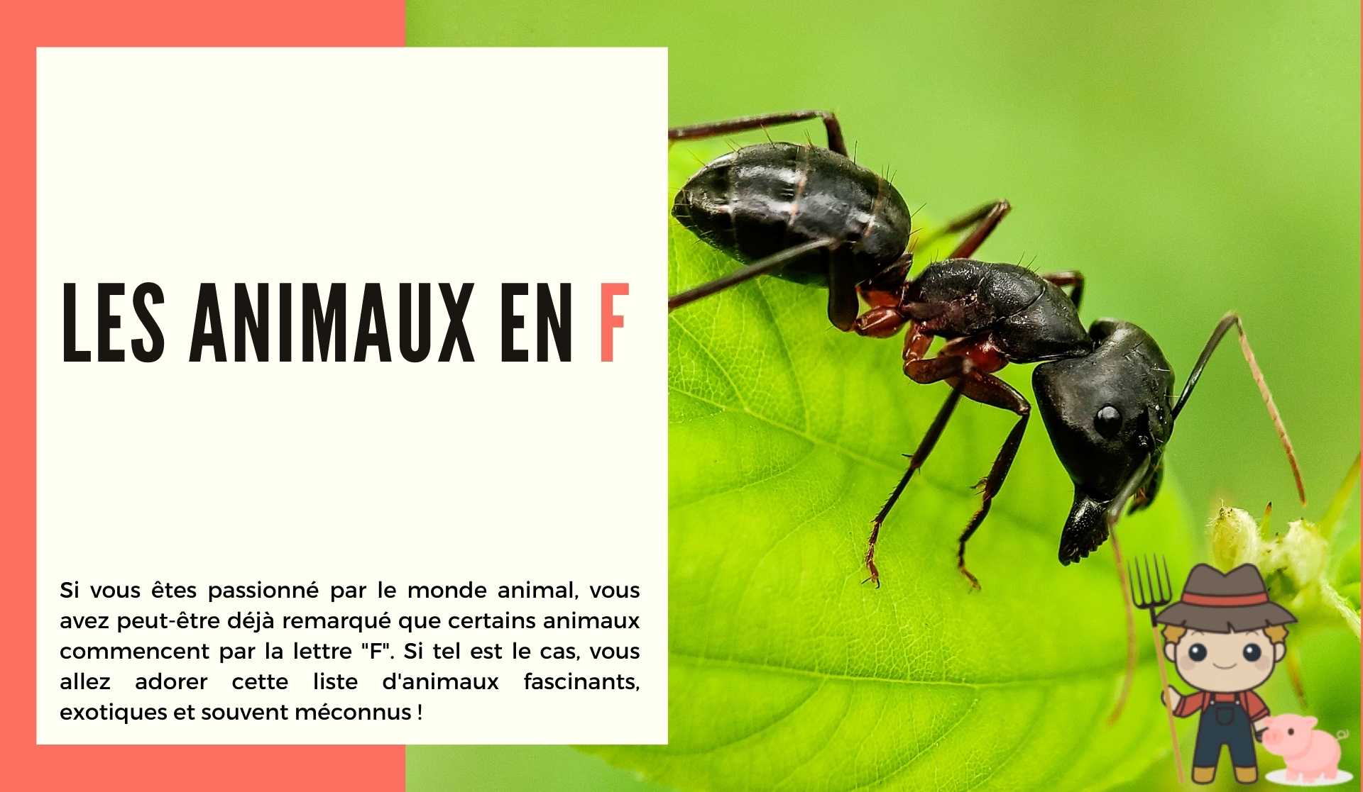 Les animaux en f - Le Petit Fermier