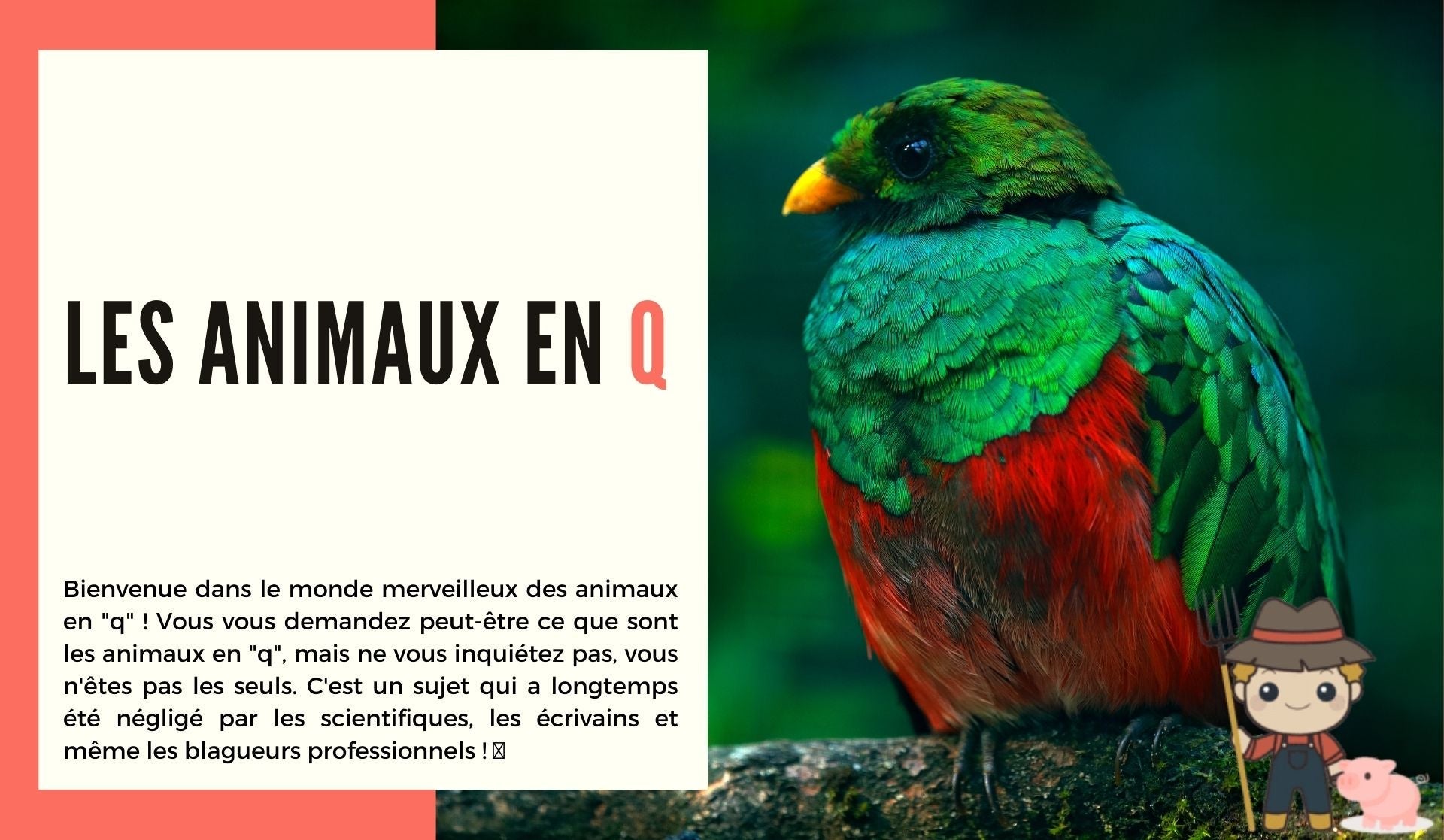 Les animaux en q - Le Petit Fermier