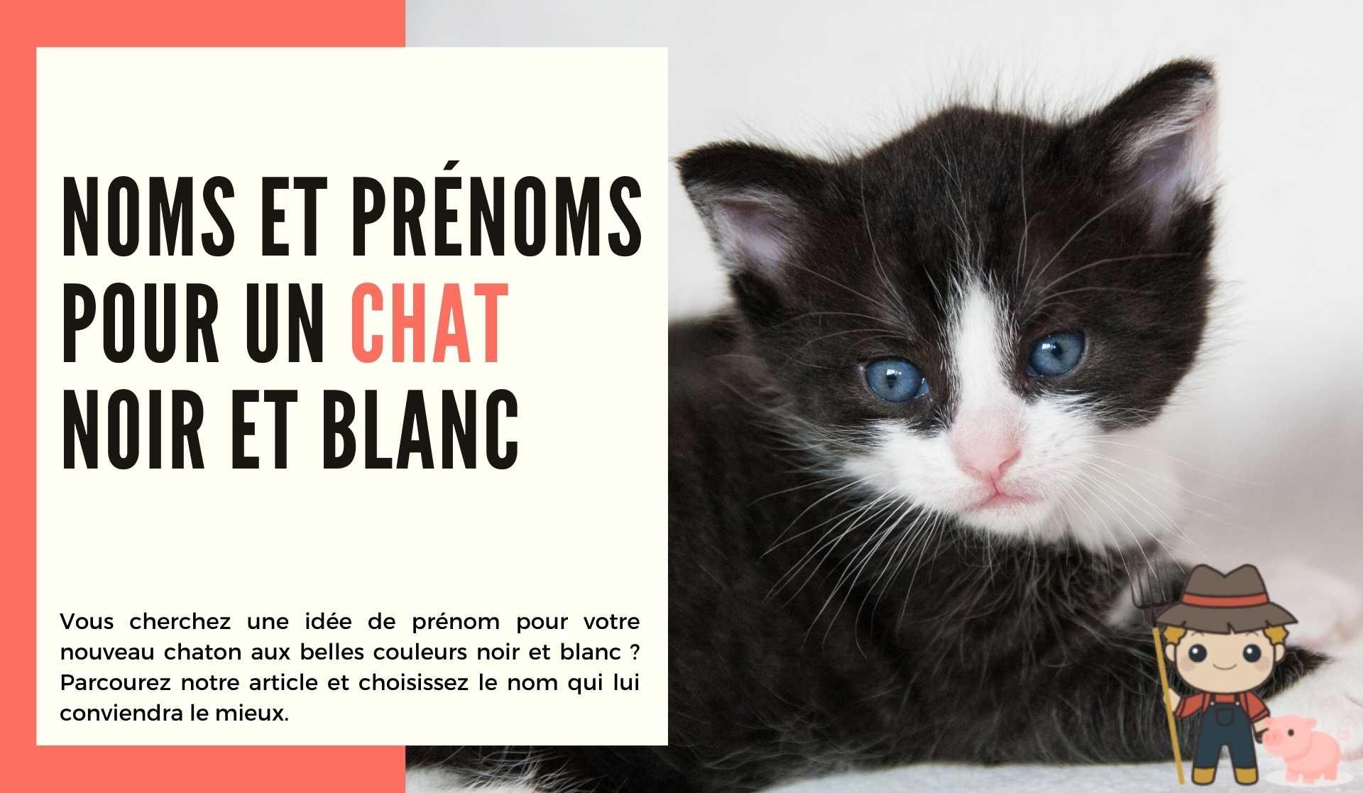 Noms et prénoms pour un chat noir et blanc - Le Petit Fermier