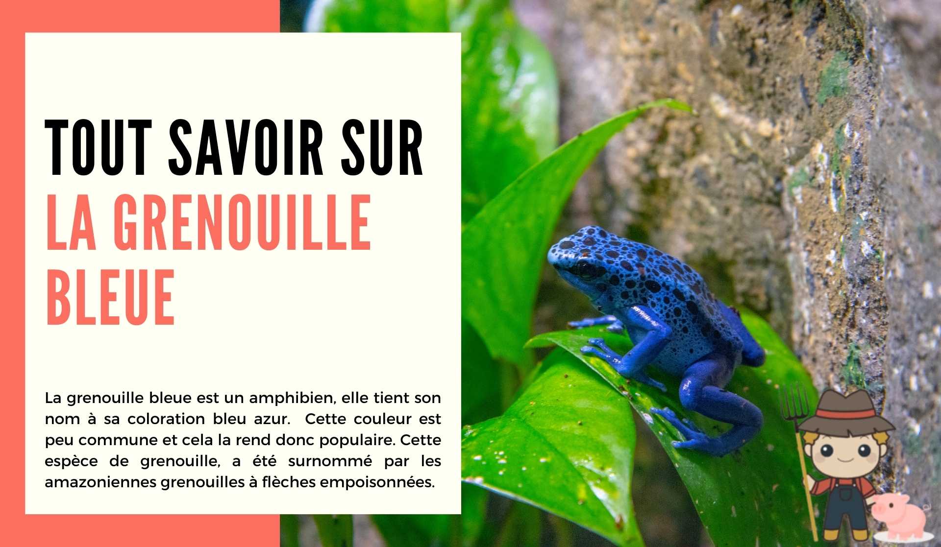 Tout savoir sur la grenouille bleue - Le Petit Fermier