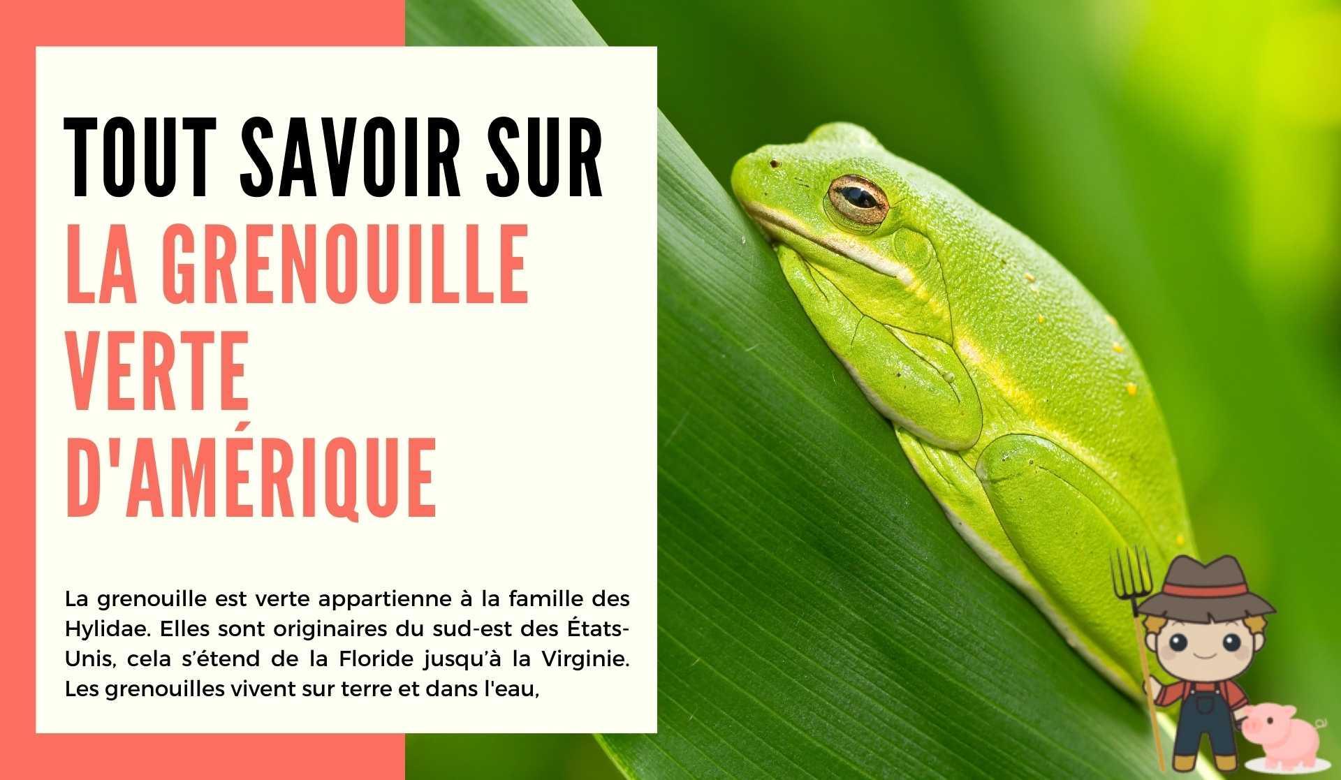 Tout savoir sur la grenouille verte d'Amérique - Le Petit Fermier