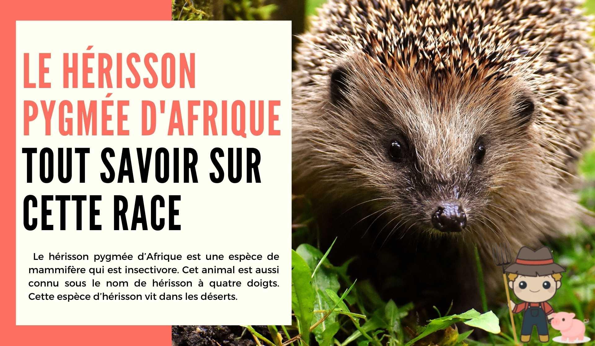 Tout savoir sur le hérisson pygmée d'Afrique - Le Petit Fermier