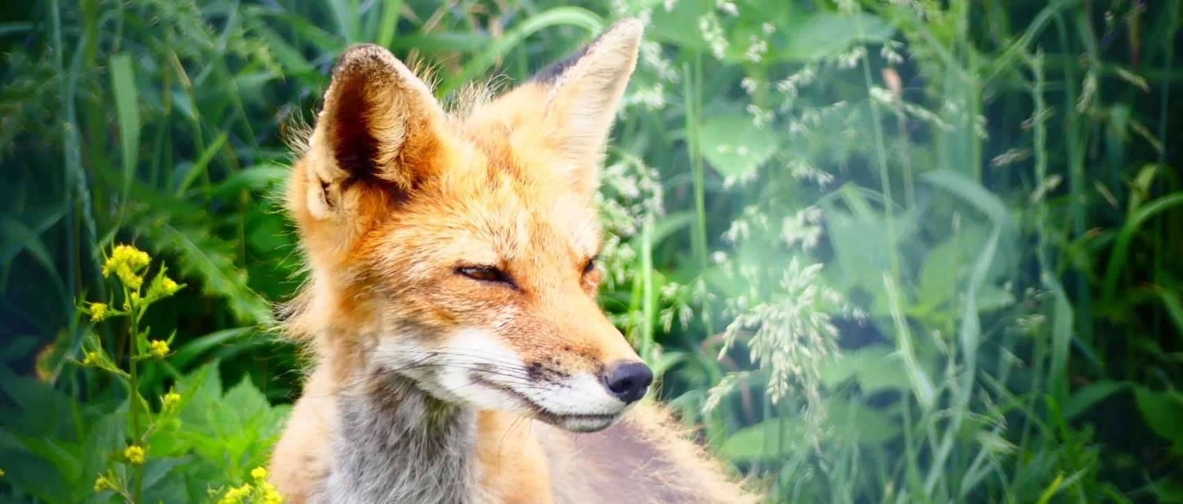 T Shirt Renard Le Petit Fermier