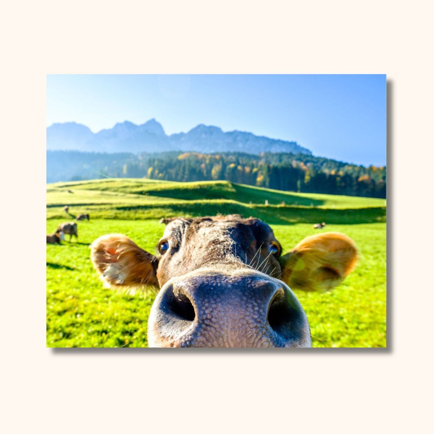 Peinture vache rigolote VACH'ART