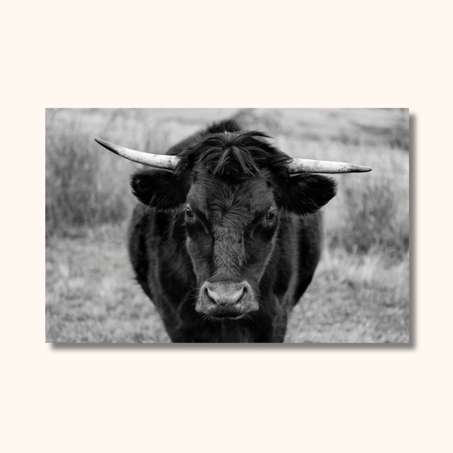 Tableau taureau