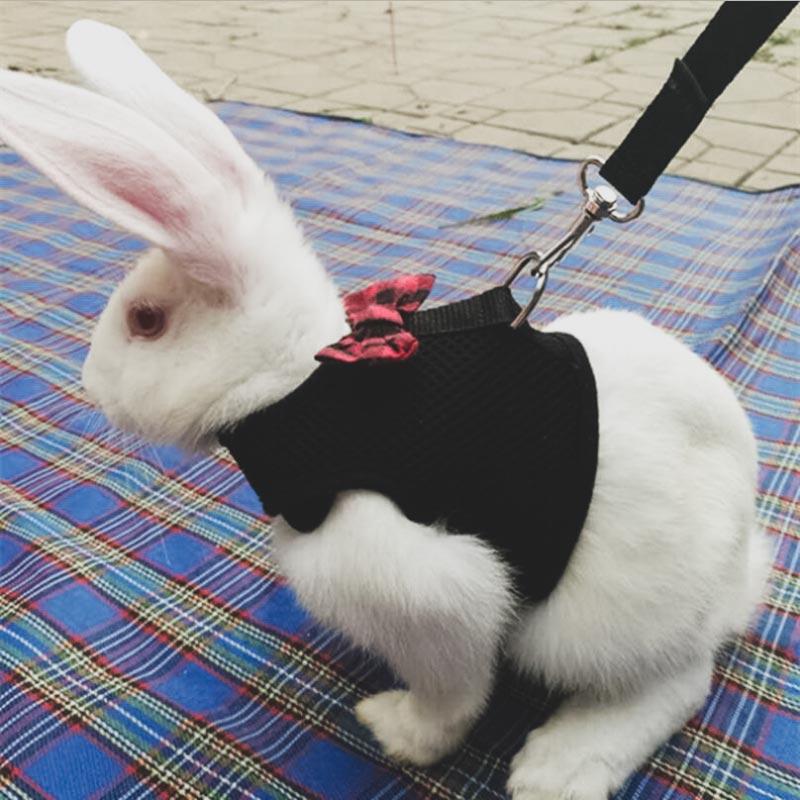 Harnais pour lapin avec laisse - Le Petit Fermier