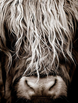 Tableau artistique Highland - Le Petit Fermier