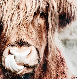 Tableau vache Highland à la belle langue - Le Petit Fermier