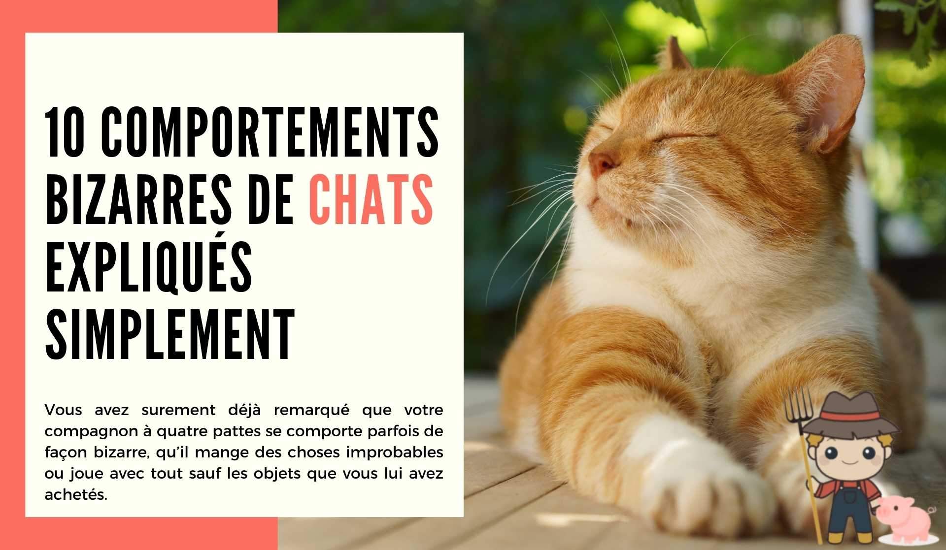 10 comportements bizarres de chats expliqués simplement - Le Petit Fermier