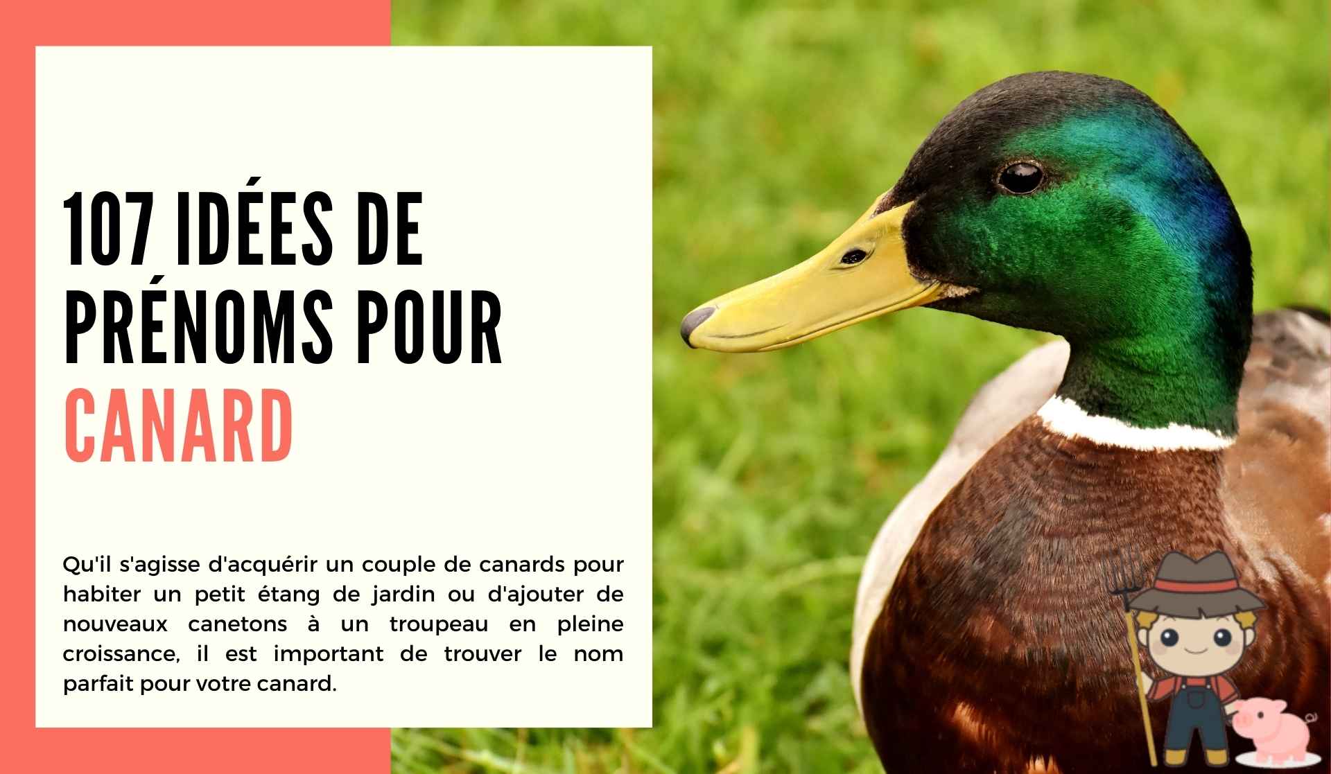 107 idées de prénoms pour canard - Le Petit Fermier