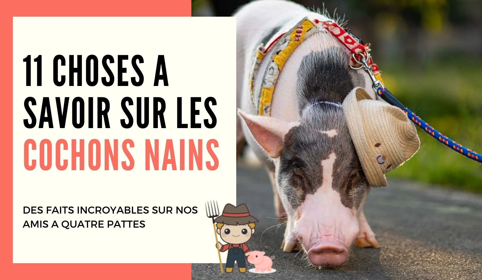 11 choses à savoir sur les cochons nains - Le Petit Fermier