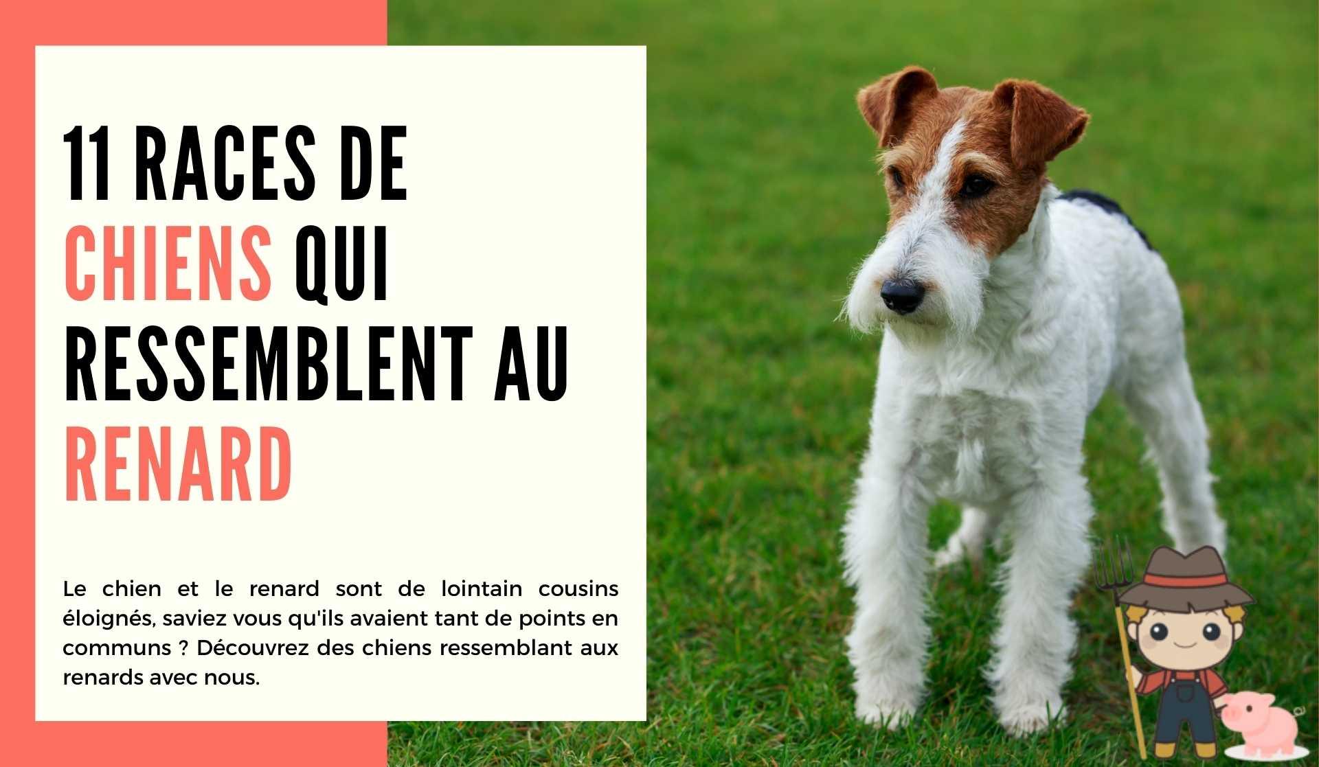 11 races de chiens qui ressemblent au renard - Le Petit Fermier