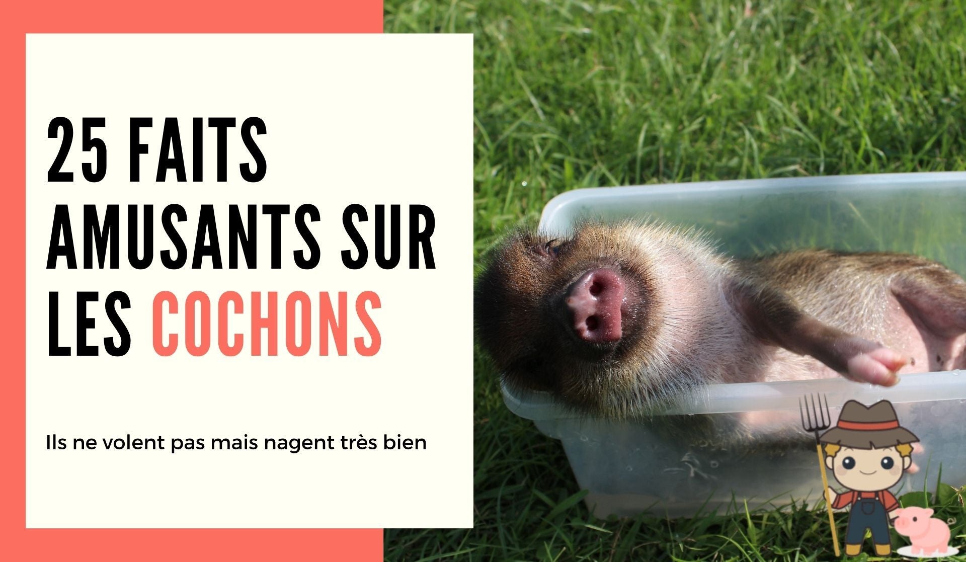 25 faits amusants sur les cochons - Le Petit Fermier
