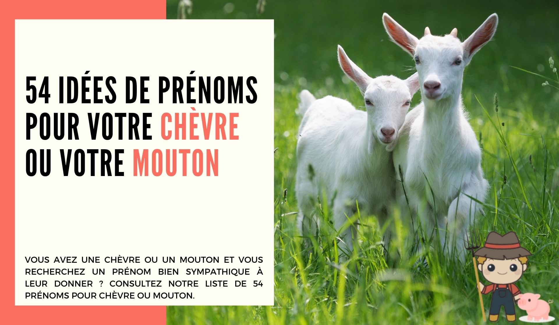 54 idées de prénoms pour votre chèvre ou votre mouton - Le Petit Fermier