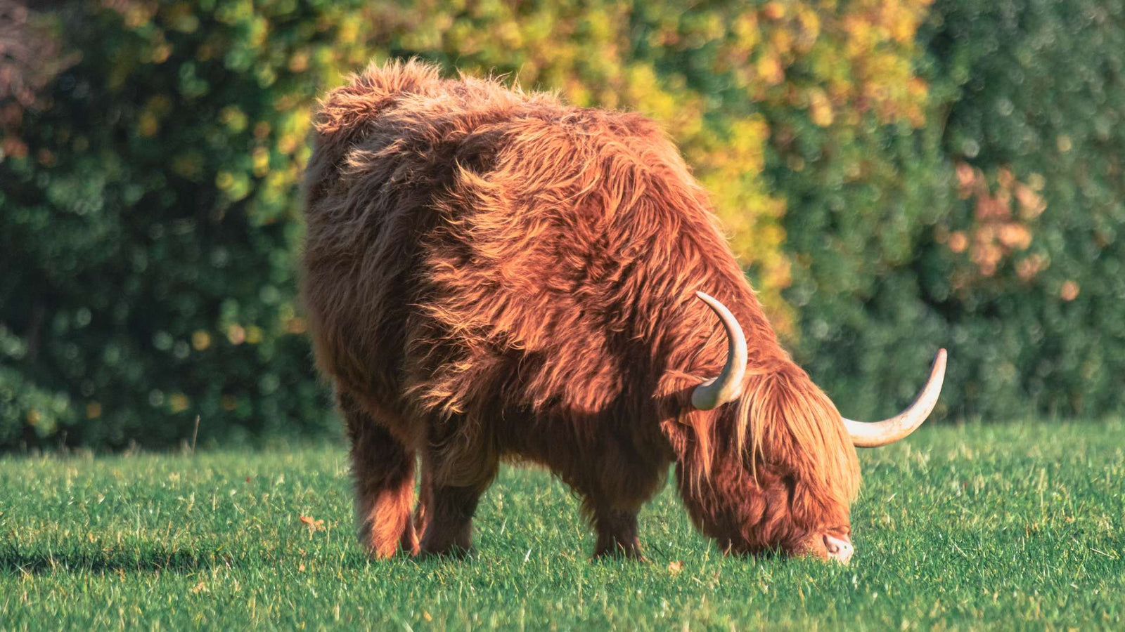 5 choses à savoir sur la vache fluffy adulte