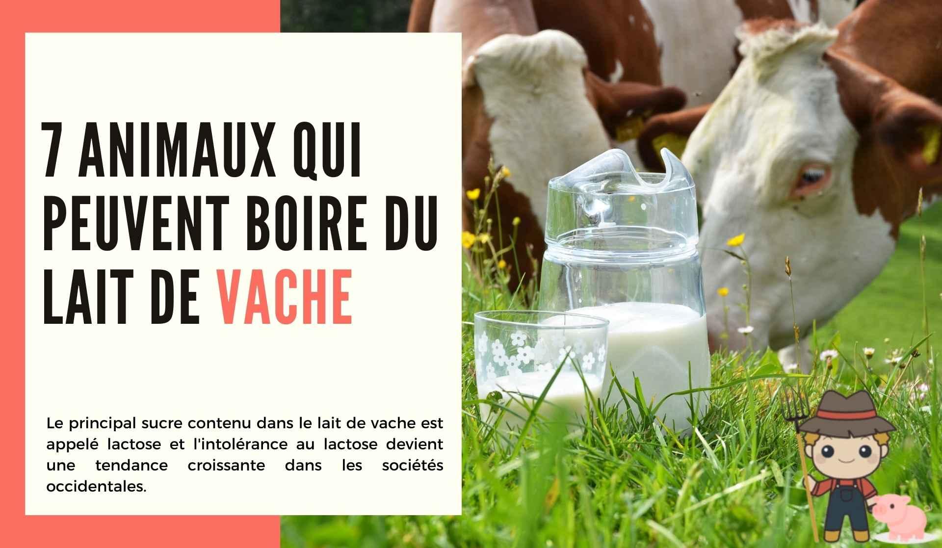 7 animaux qui peuvent boire du lait de vache - Le Petit Fermier