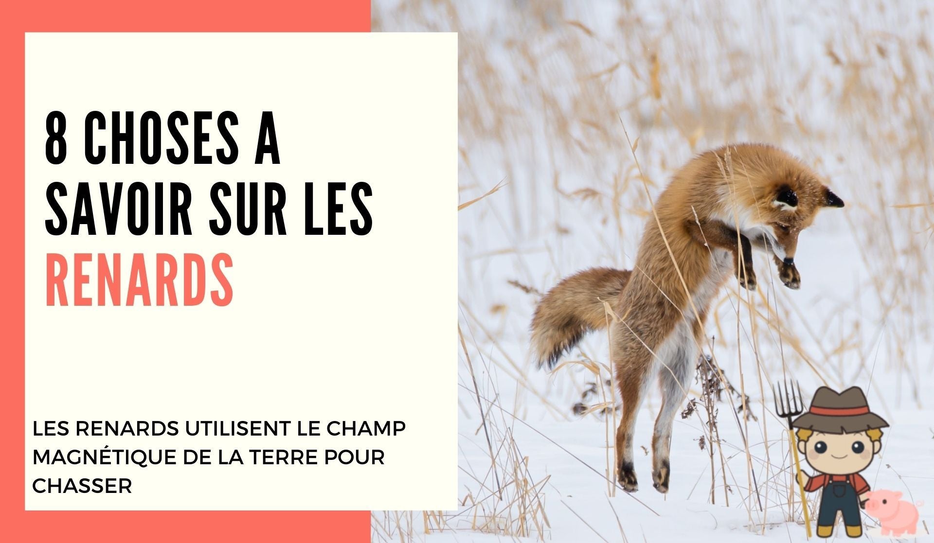 8 choses à savoir sur le renard roux - Le Petit Fermier