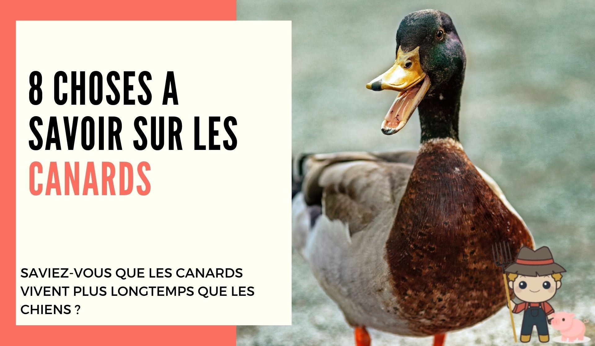 8 choses à savoir sur les canards - Le Petit Fermier