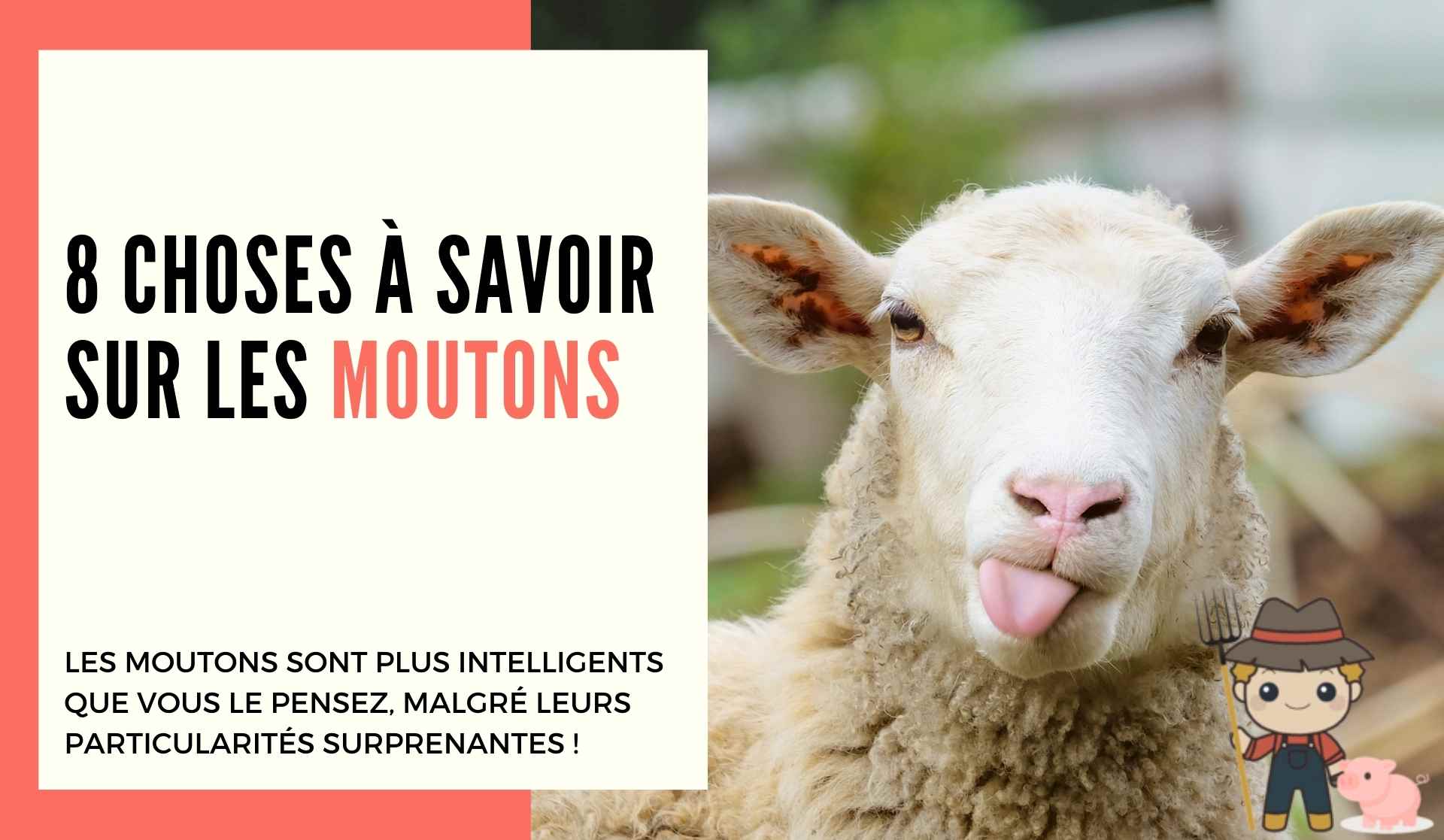 8 choses à savoir sur les moutons - Le Petit Fermier