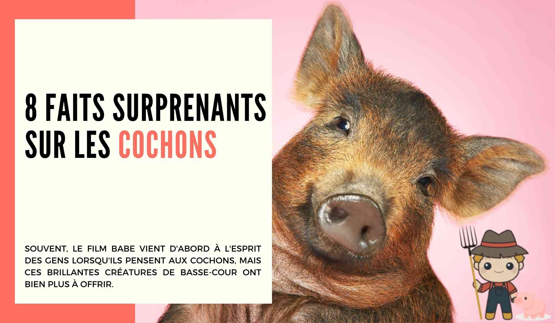 8 faits surprenants sur les cochons - Le Petit Fermier
