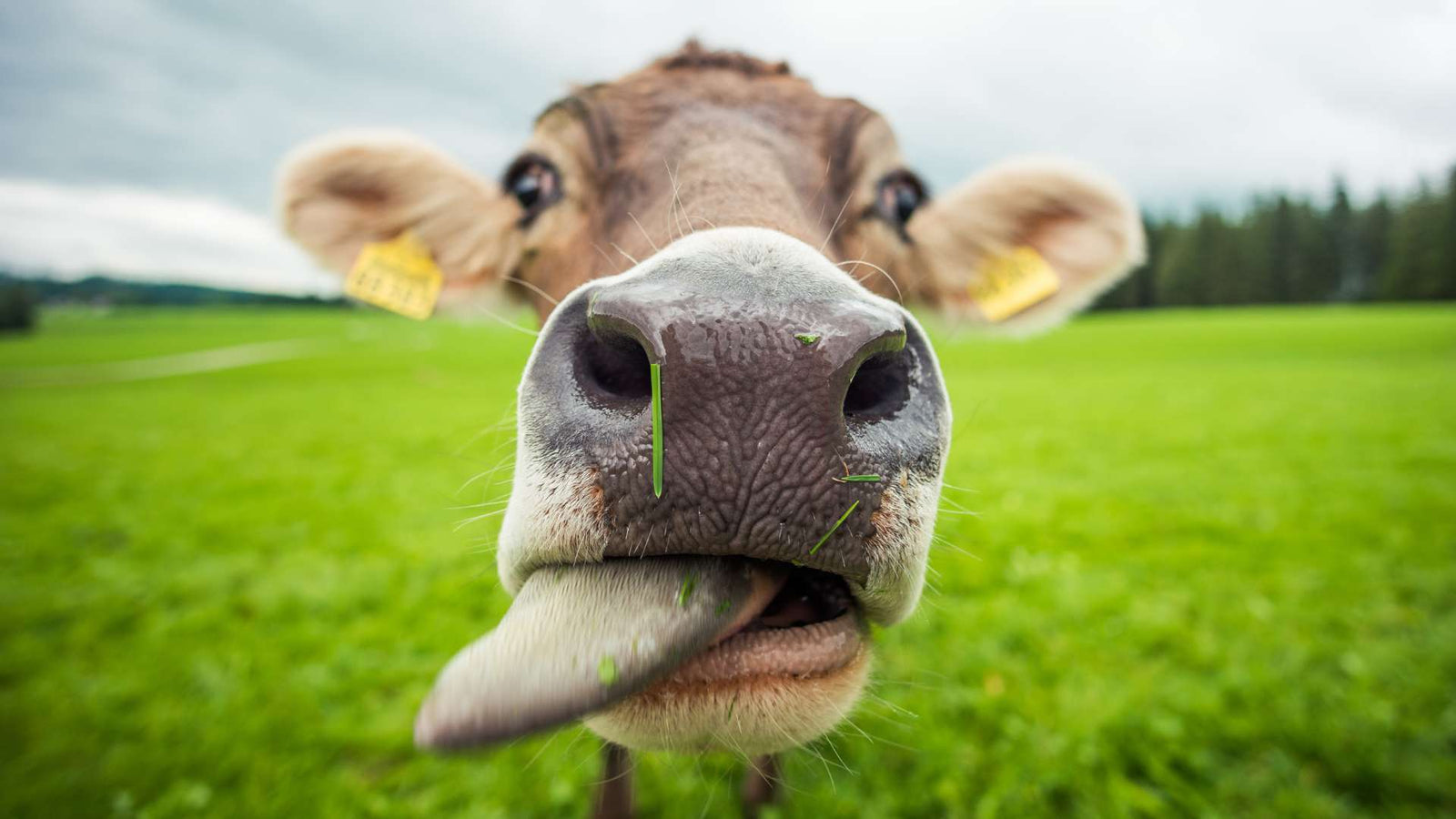 Comment devenir pro vache ?