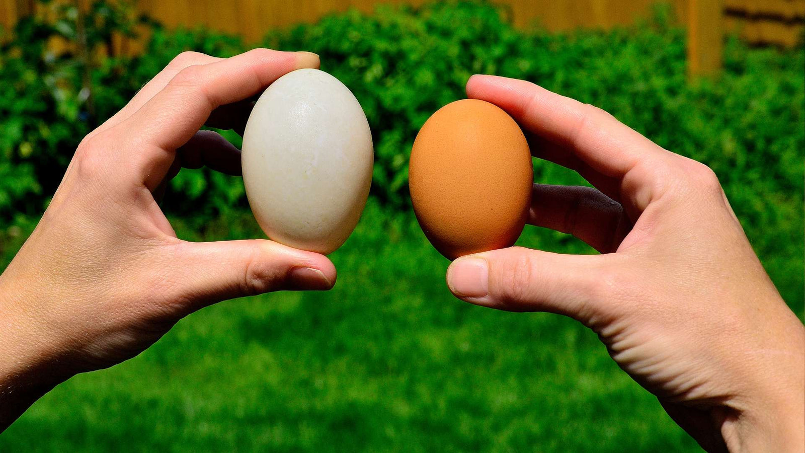 Est-ce qu’une poule peut pondre des œufs s’il n’y a pas de coq  ?