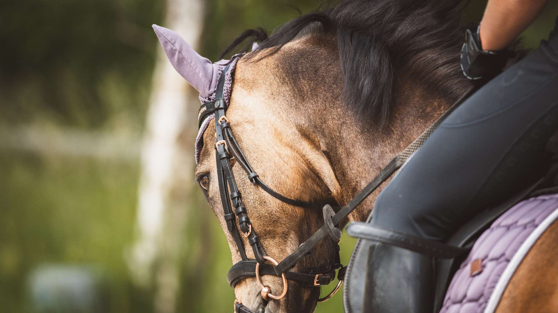 Quels cadeaux offrir pour un propriétaire d'un cheval ?