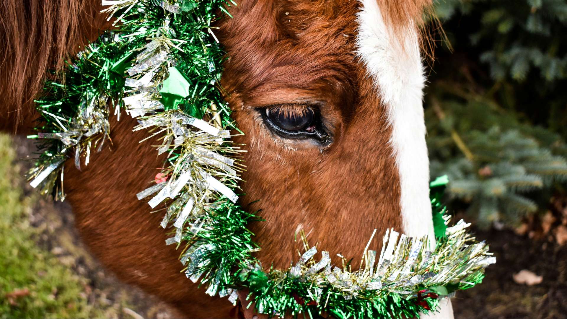 Les meilleurs cadeaux de Noël cheval