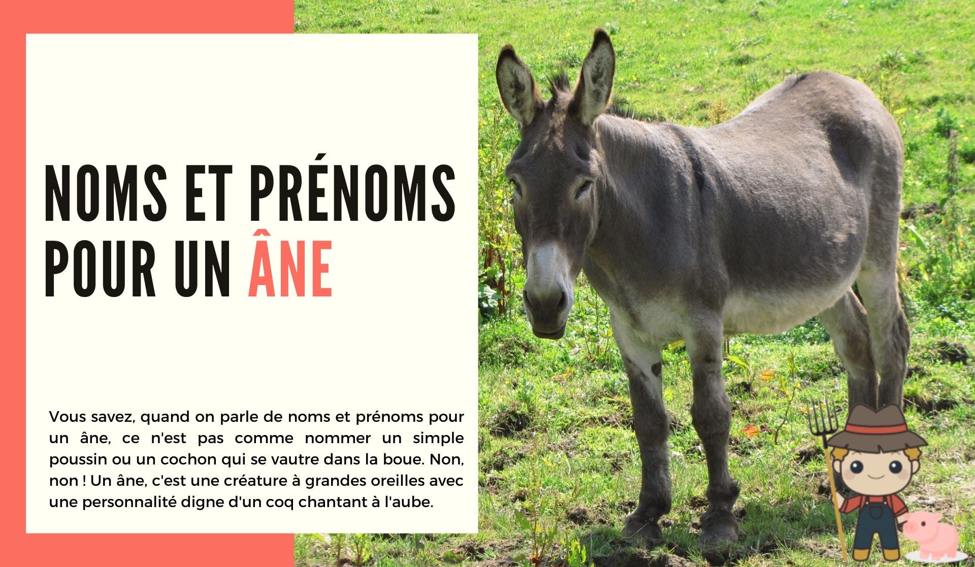 Noms et prénoms pour un âne - Le Petit Fermier