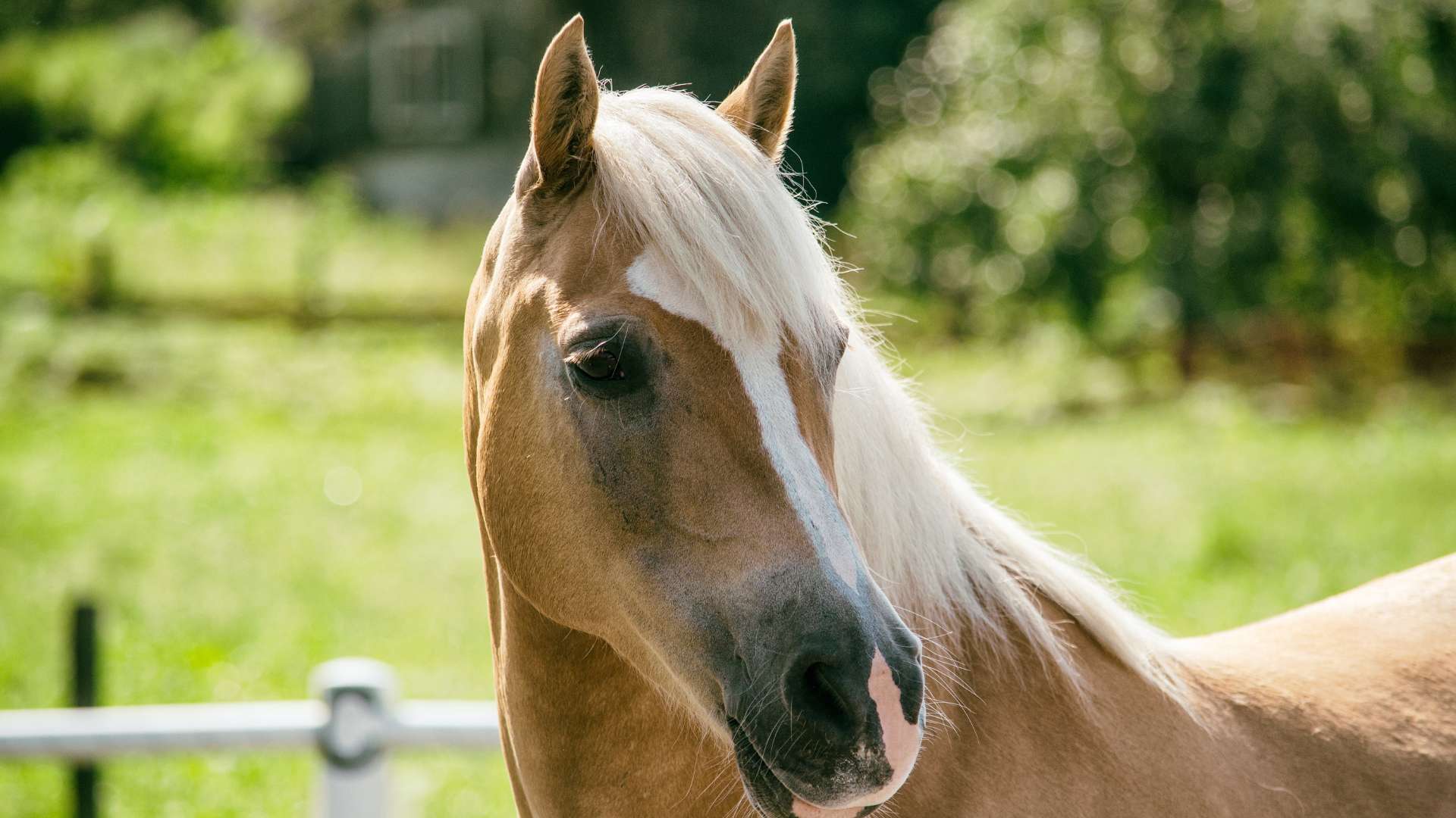 Quel cadeau cheval offrir pour un anniversaire ?