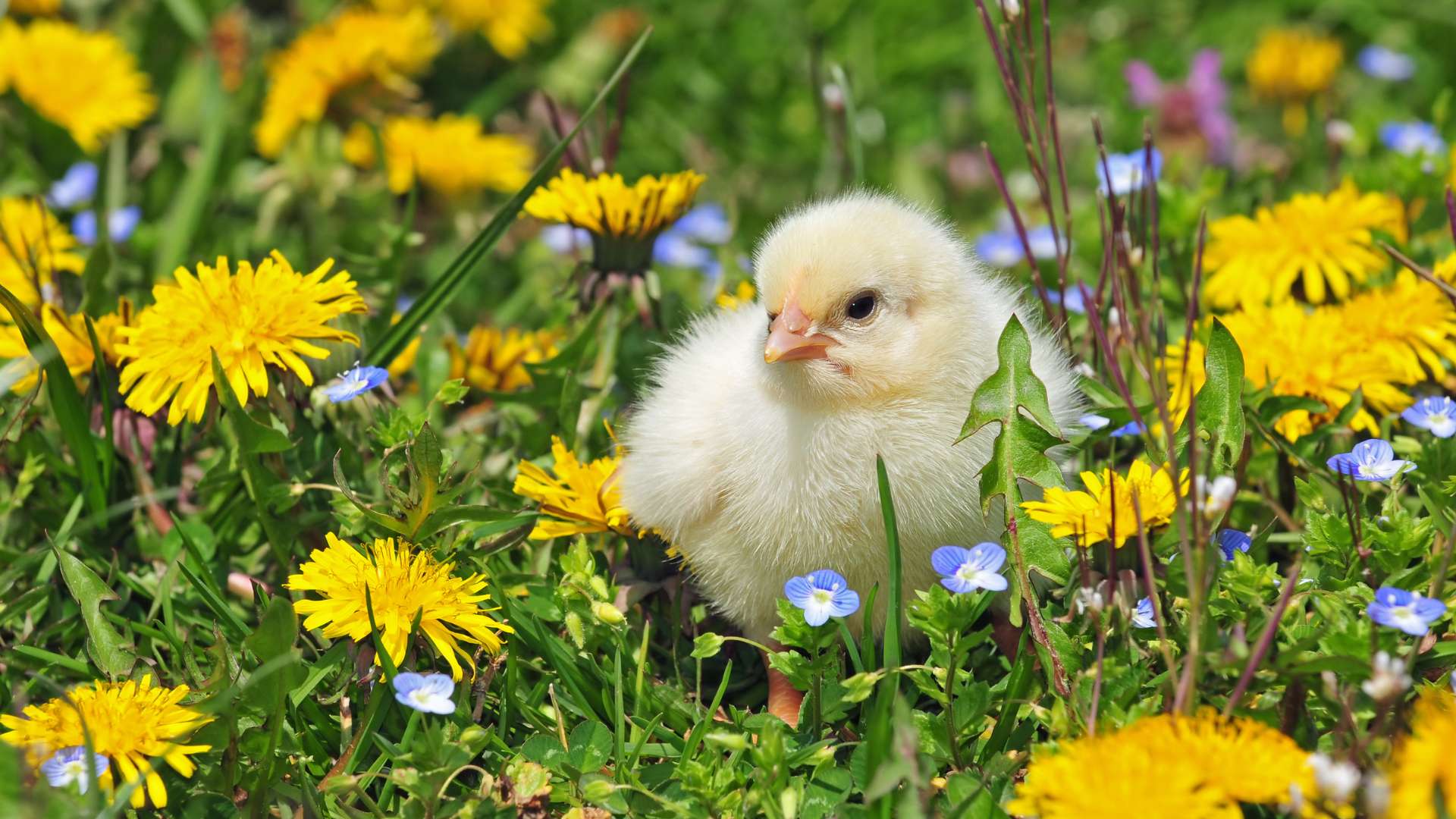 Un bébé poule dans un champ fleuri