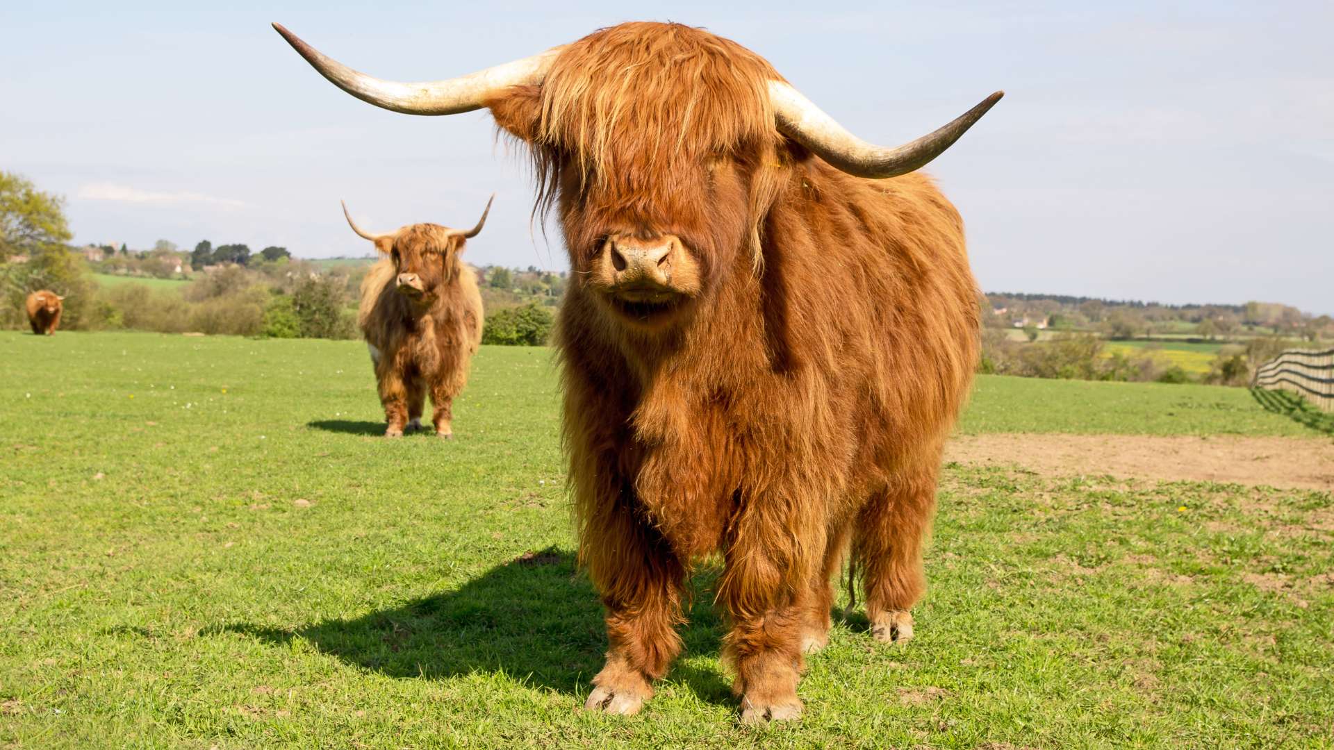 Tout savoir sur la vache fluffy