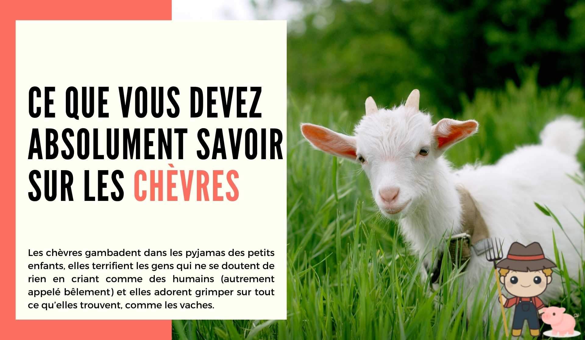 Ce que vous devez absolument savoir sur les chèvres - Le Petit Fermier