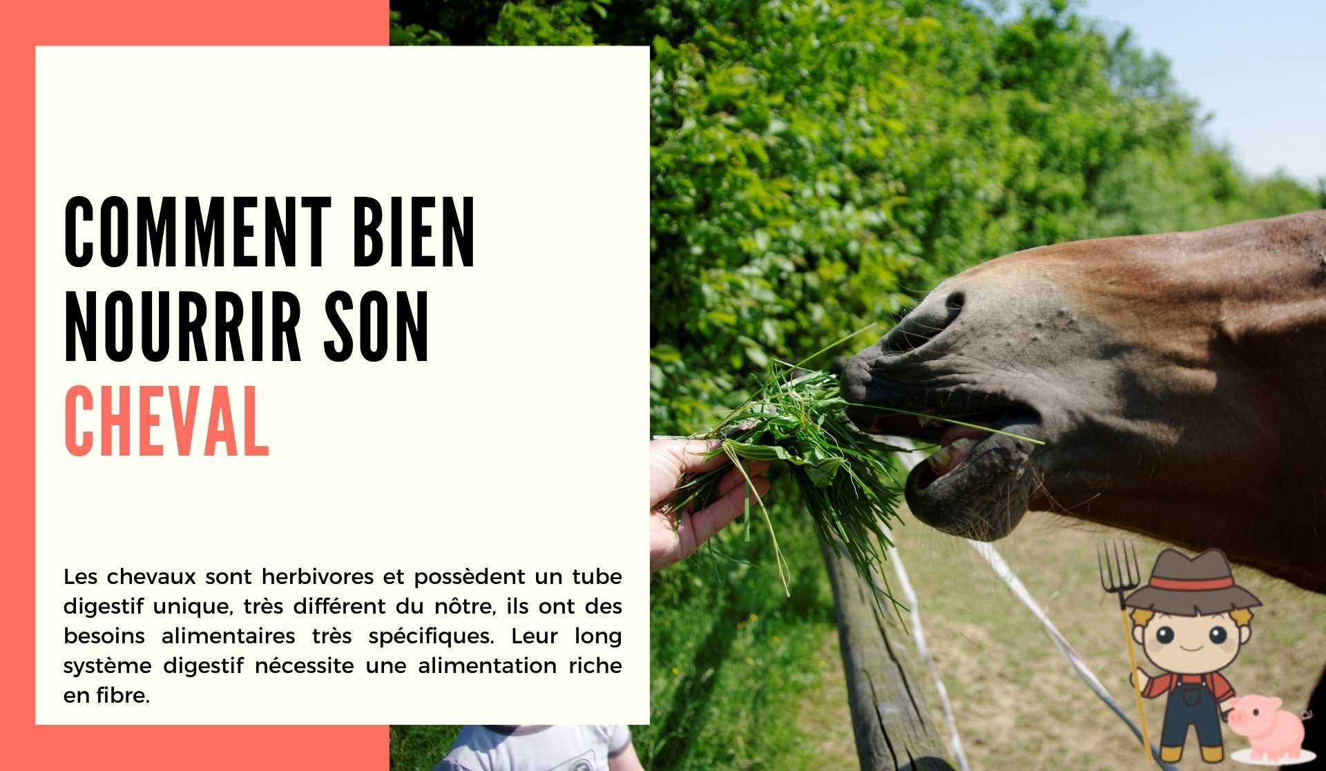 Comment bien nourrir son cheval - Le Petit Fermier