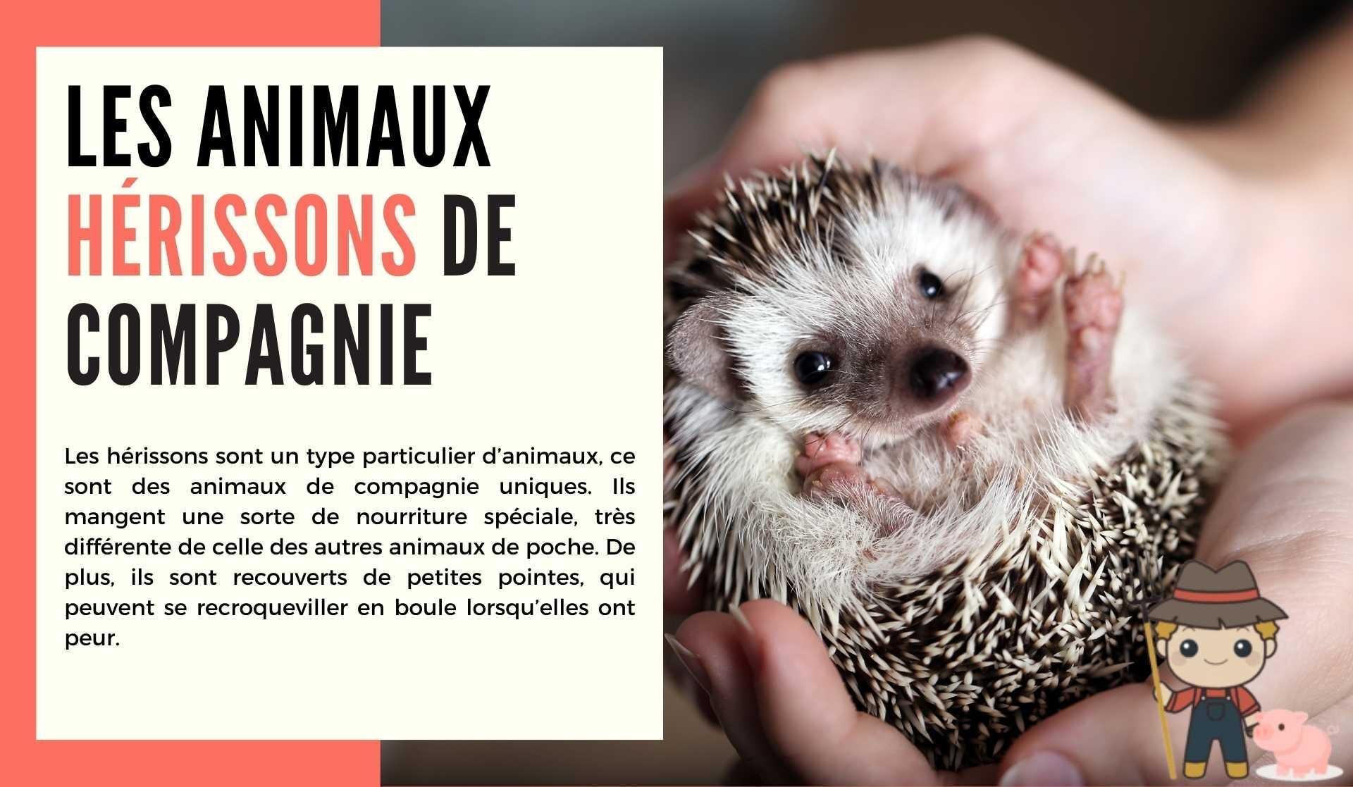 Comment élever les animaux hérissons de compagnie - Le Petit Fermier