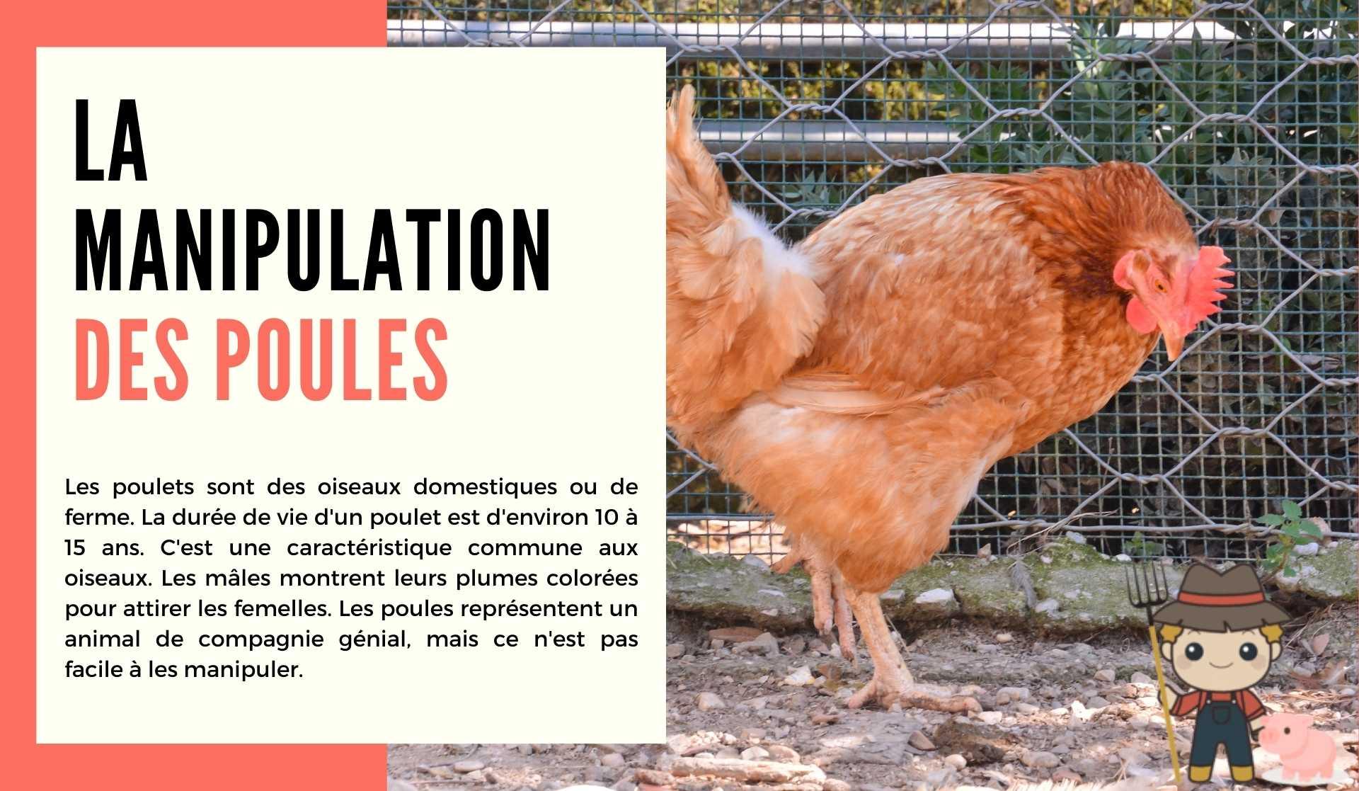 Comment manipuler une poule - Le Petit Fermier