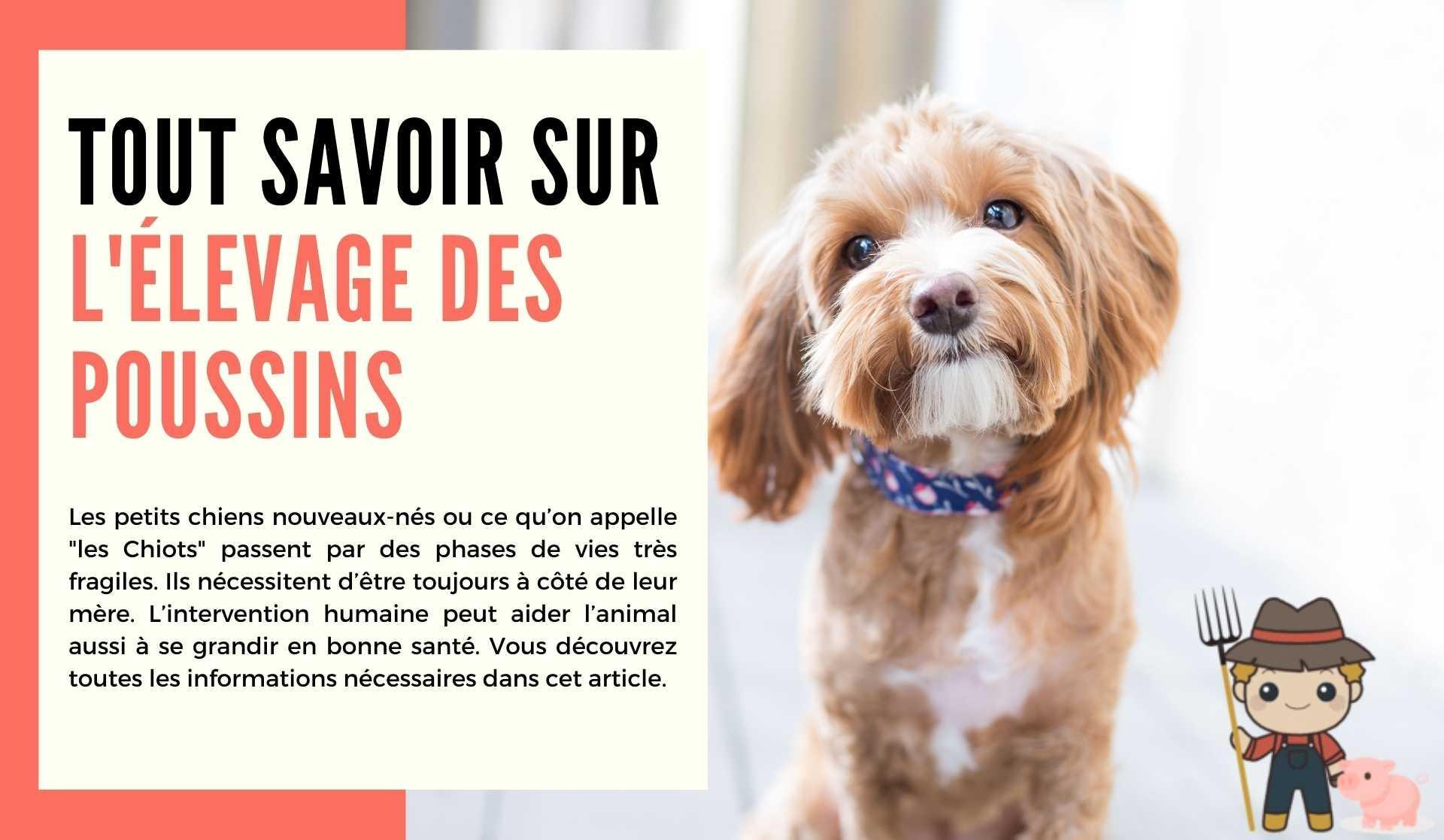 Développement et Croissance des Chiots - Le Petit Fermier