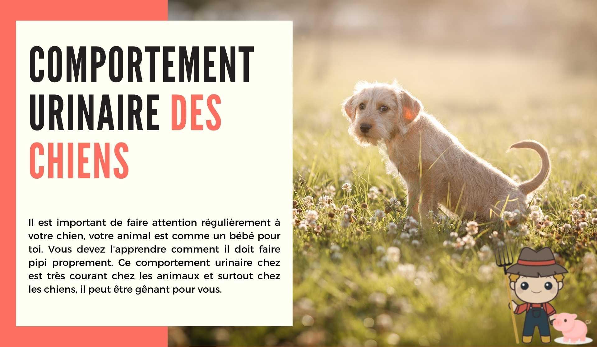 Empêcher le comportement urinaire des chiens - Le Petit Fermier