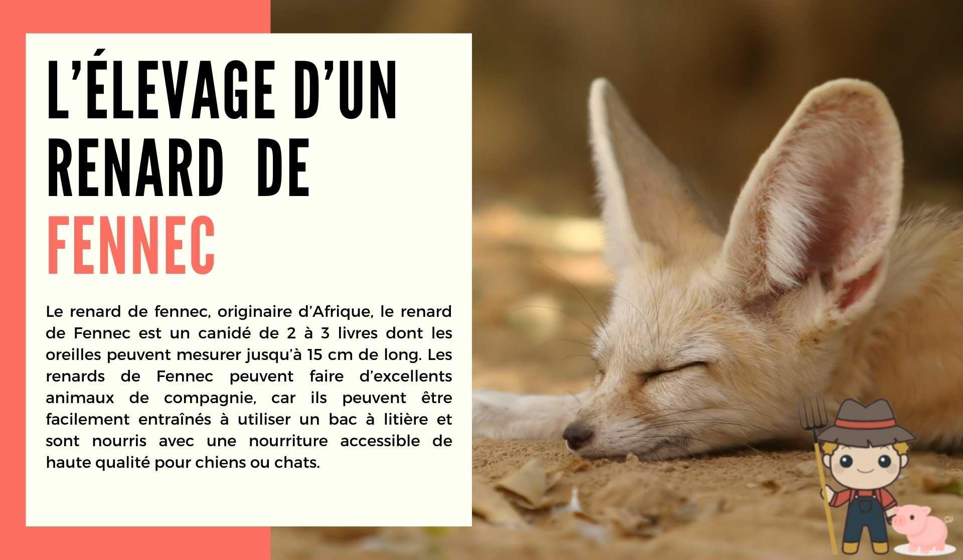 L’élevage d’un renard de Fennec - Le Petit Fermier