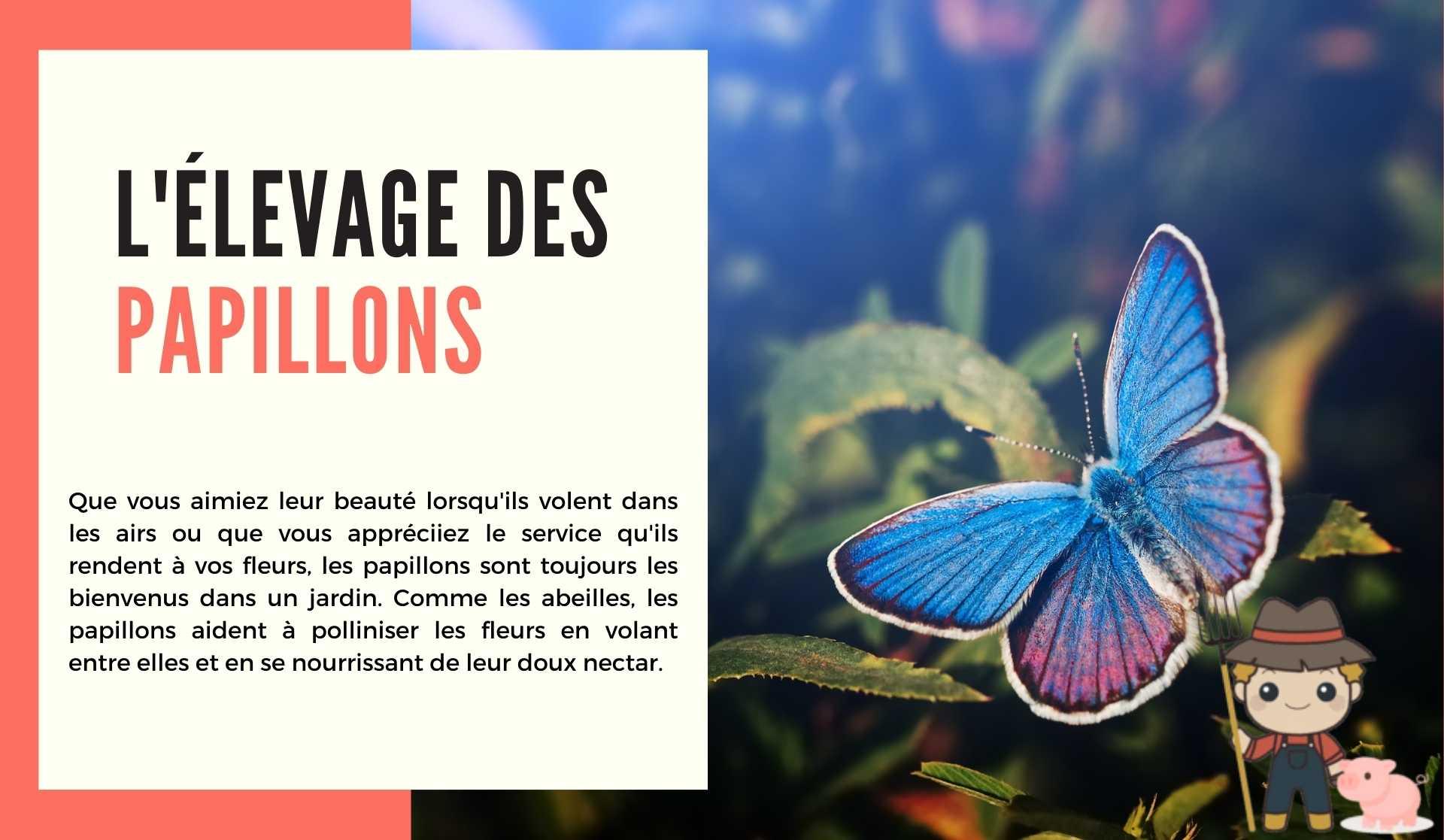 L'élevage des papillons - Le Petit Fermier