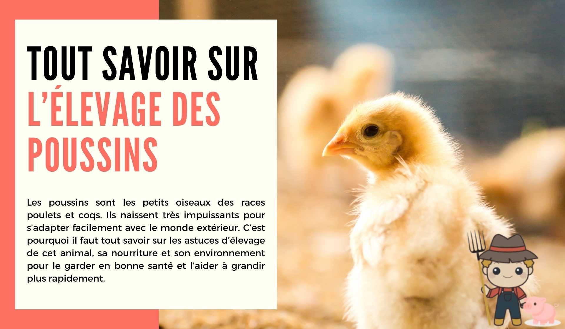 L'élevage des poussins - Le Petit Fermier