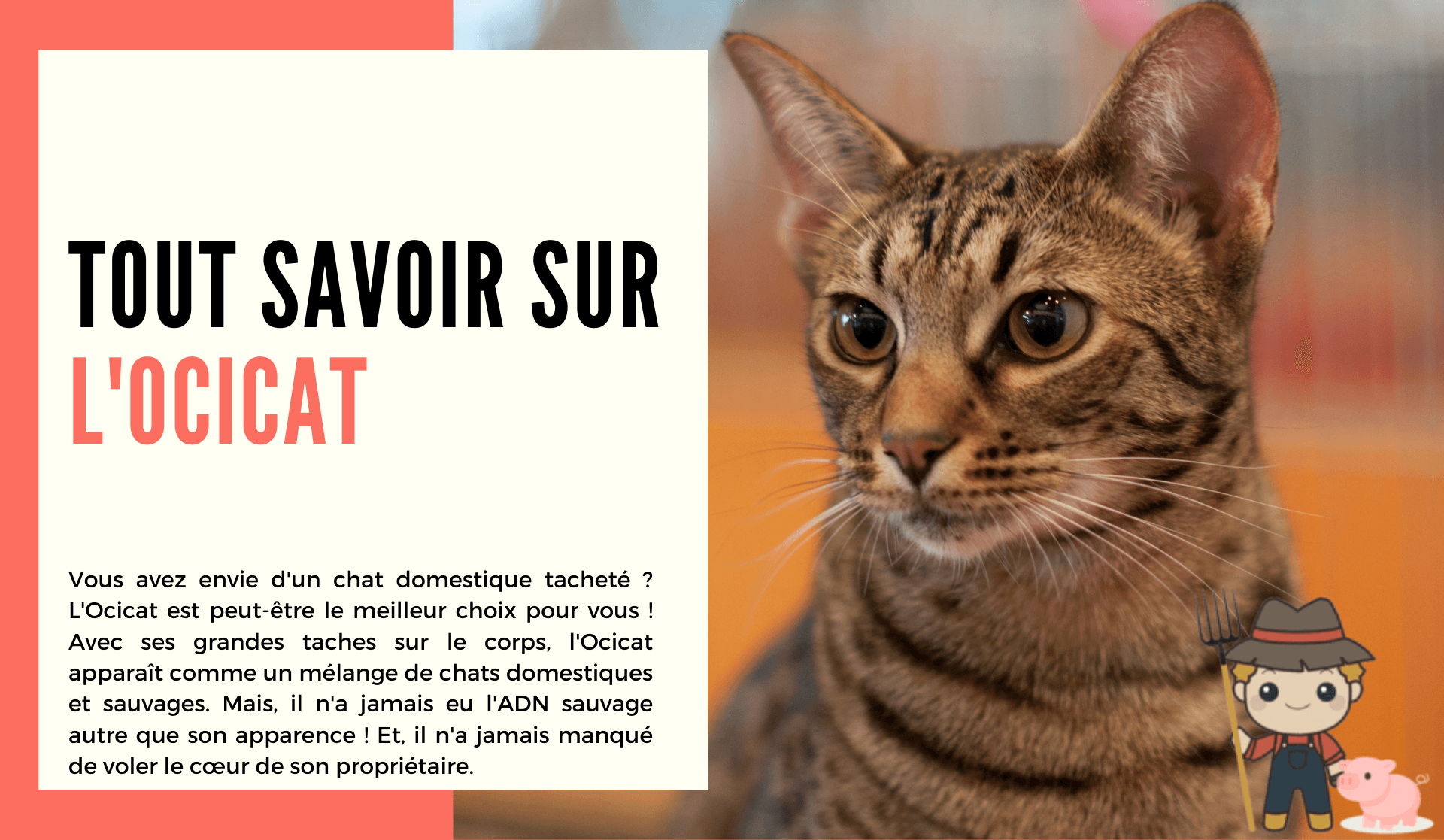 L'Ocicat - Le Petit Fermier