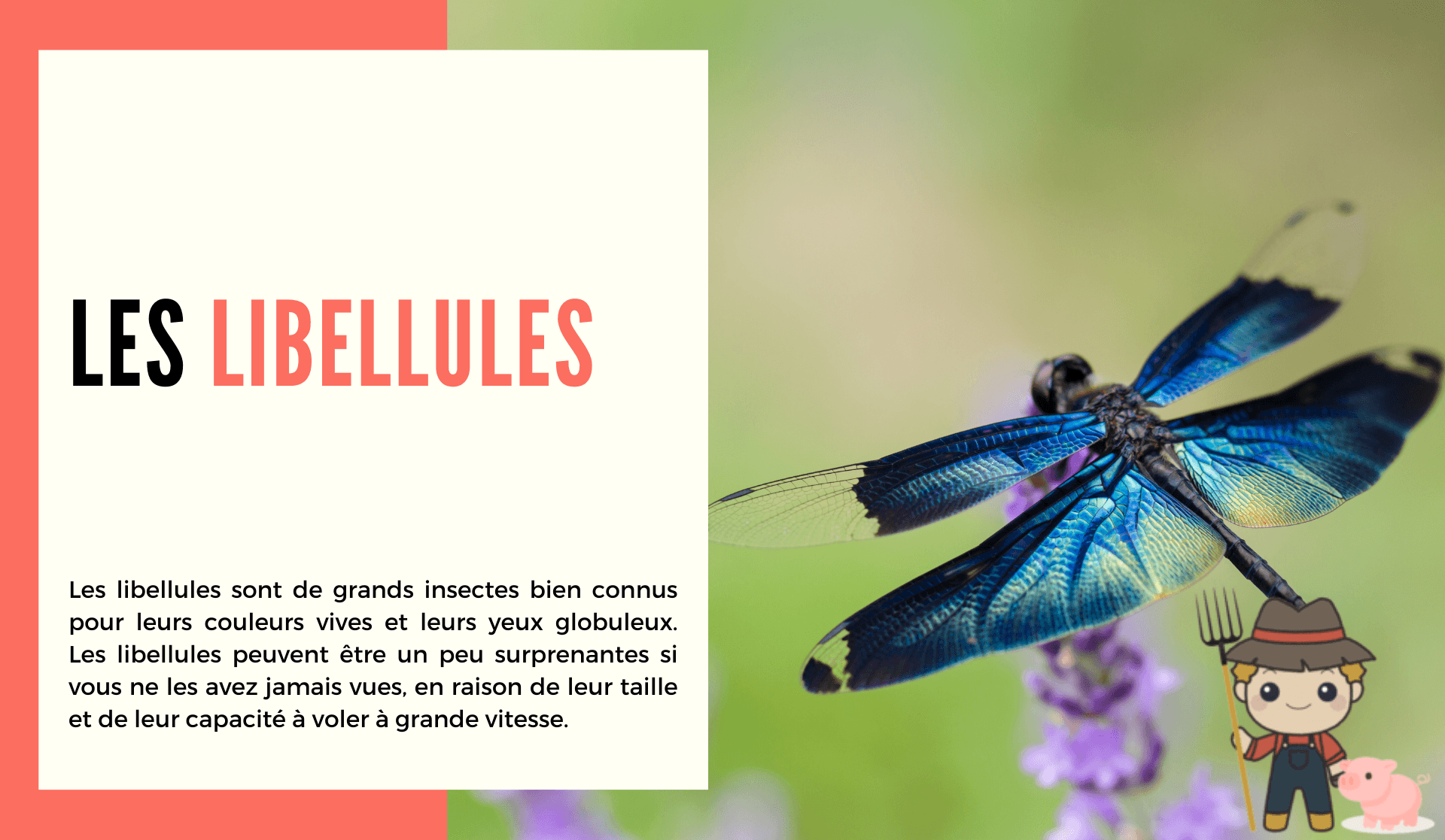 La libellule - Le Petit Fermier